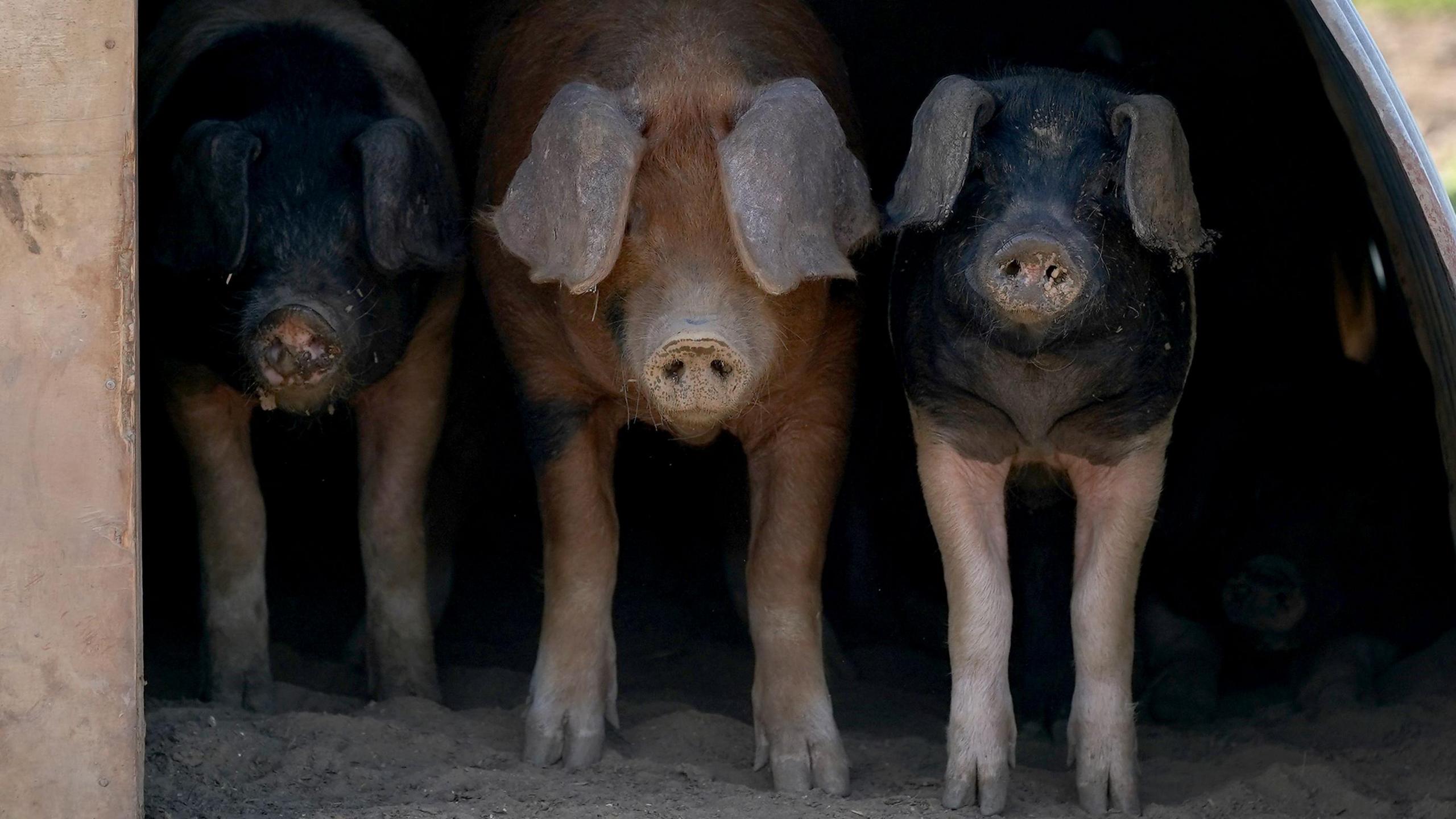 Three pigs standing lined up under the shade of an arc. The pigs left and right are black and pink and the middle one is russet brown. A tiny bit if sunny grass can be seen to the side of the arc.