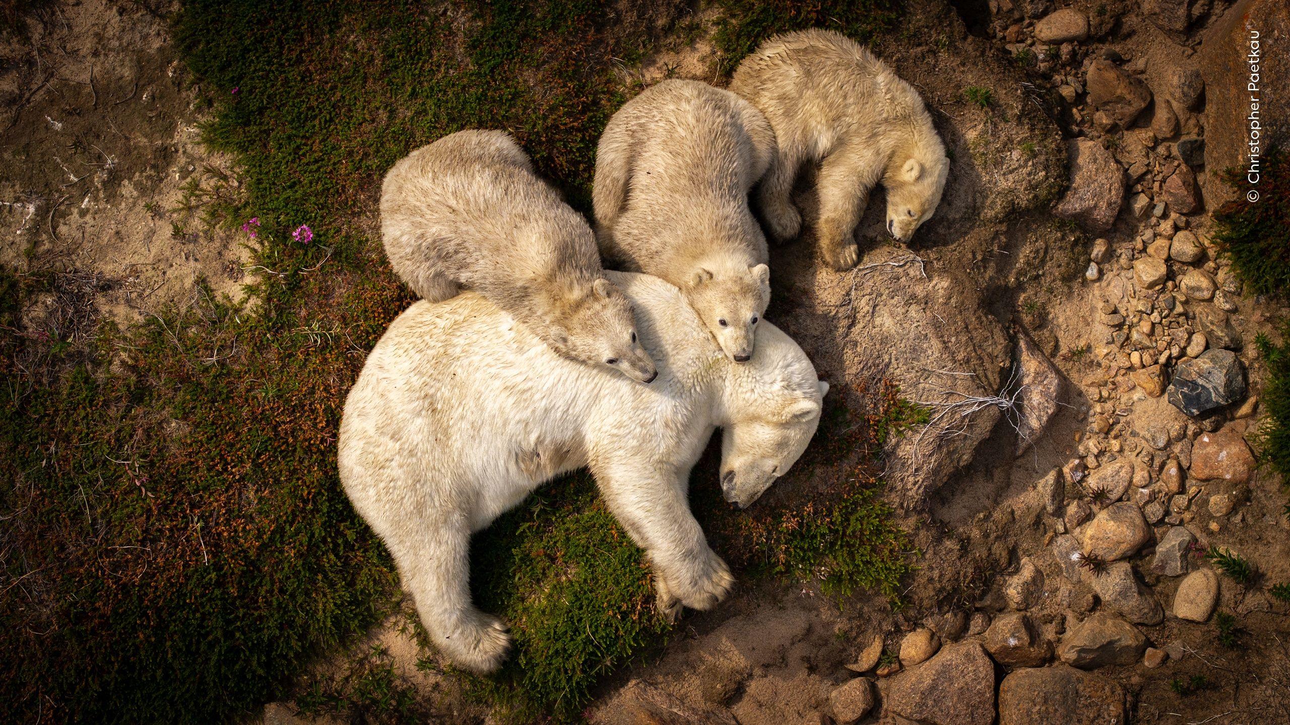 An photograph from directly above the ground. A mother polar bear lays on the ground in a patch of grass surrounded by dirt. One of her cubs is laying nearby also sleeping. Two other cubs rest their heads on their mother's back and neck as she sleeps. 