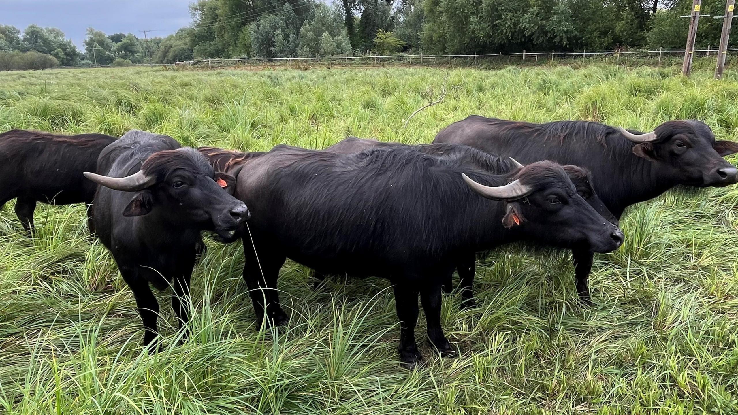 A large herd of water buffalo, in a field, looking in different directions, they are amongst long grasses, and trees behind them. They are large and a dark colour with horns. There is also a fence in the distance.