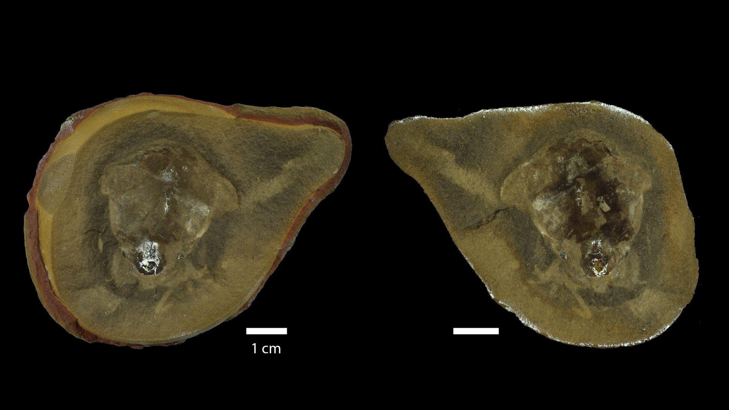The image shows the inside of inside of the fossil and was obtained using sychrotron imaging.