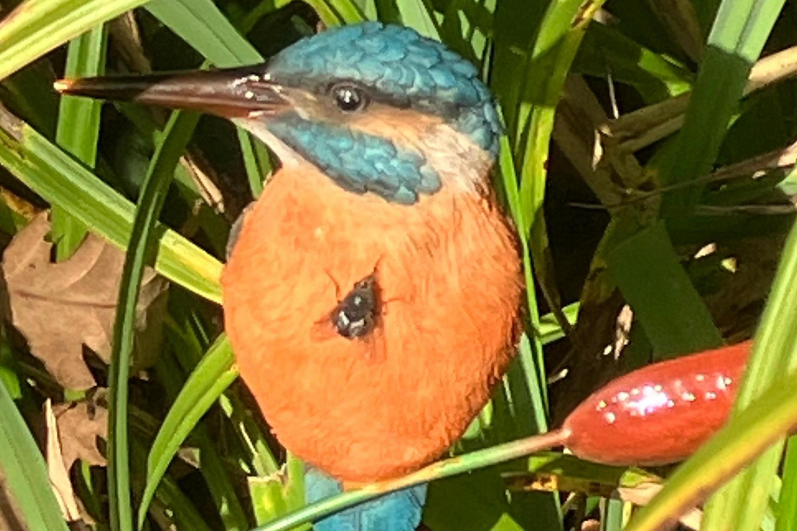 A kingfisher perches on a reed which bends under its weight on its bright orange chest a fly has landed which the bird appears to be turning it's blue head to observe.