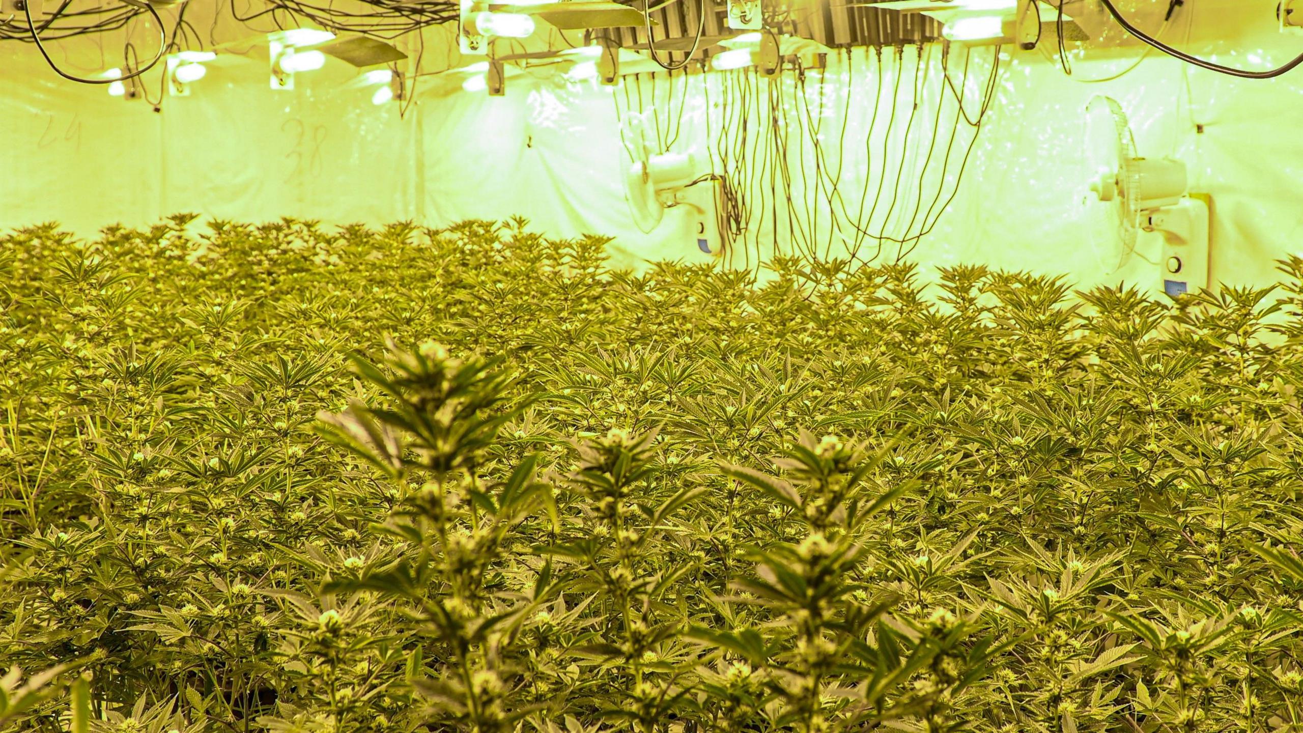A large number of bright green cannabis plants being grown underneath heavy yellow lights