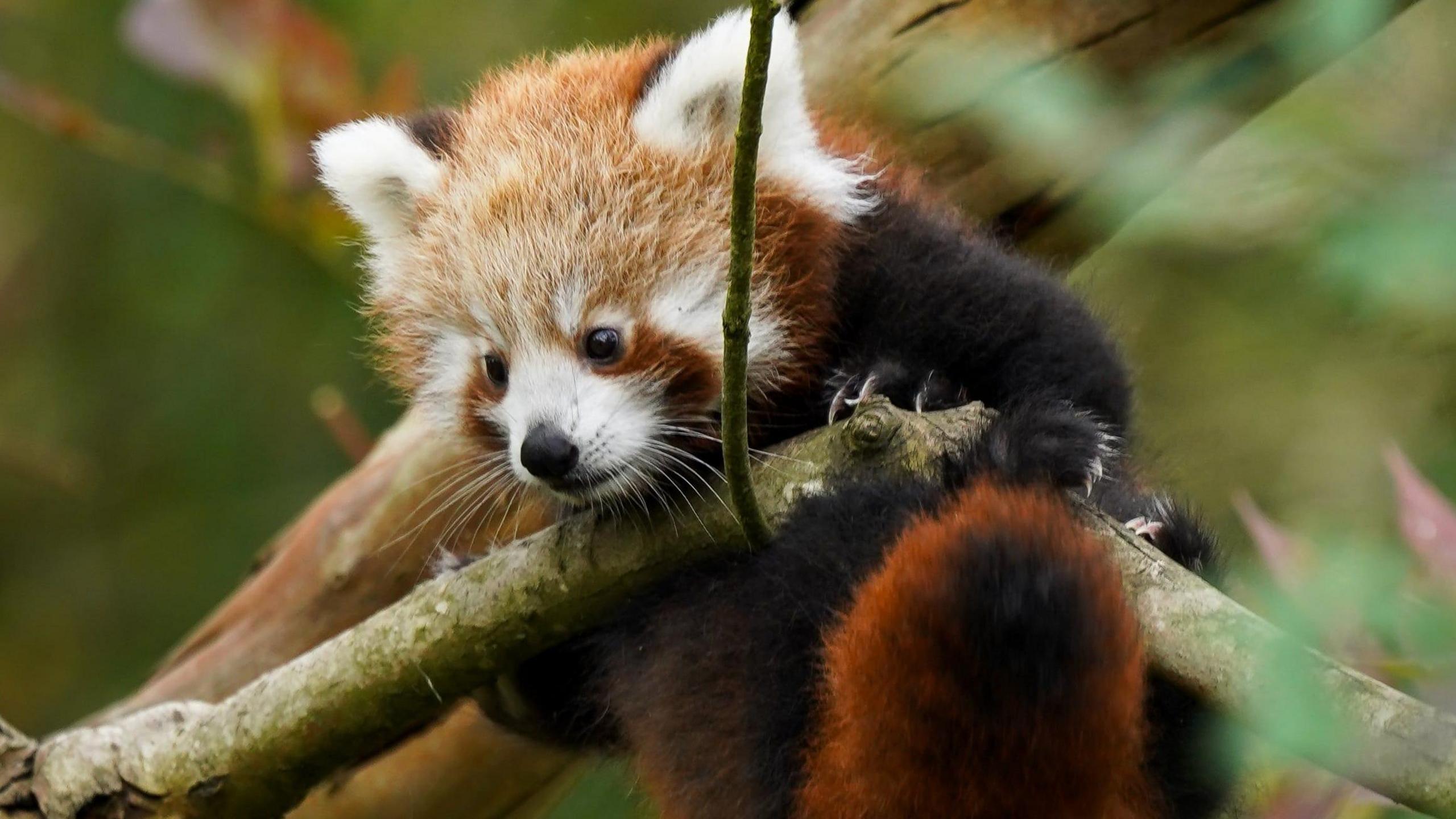 A red panda cub clings to a branch and looks over it.