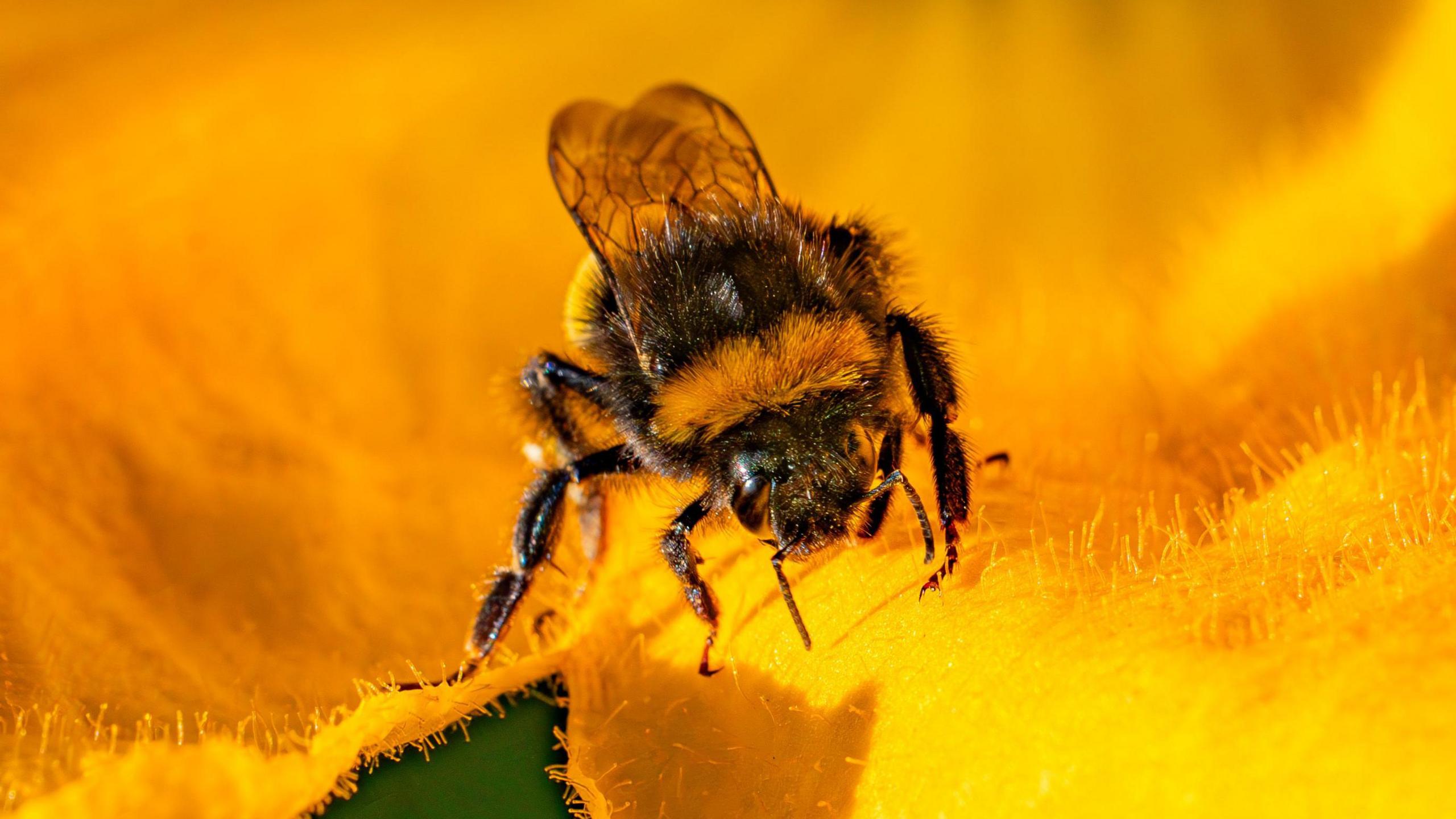 The wildlife corridors are aimed at helping bees