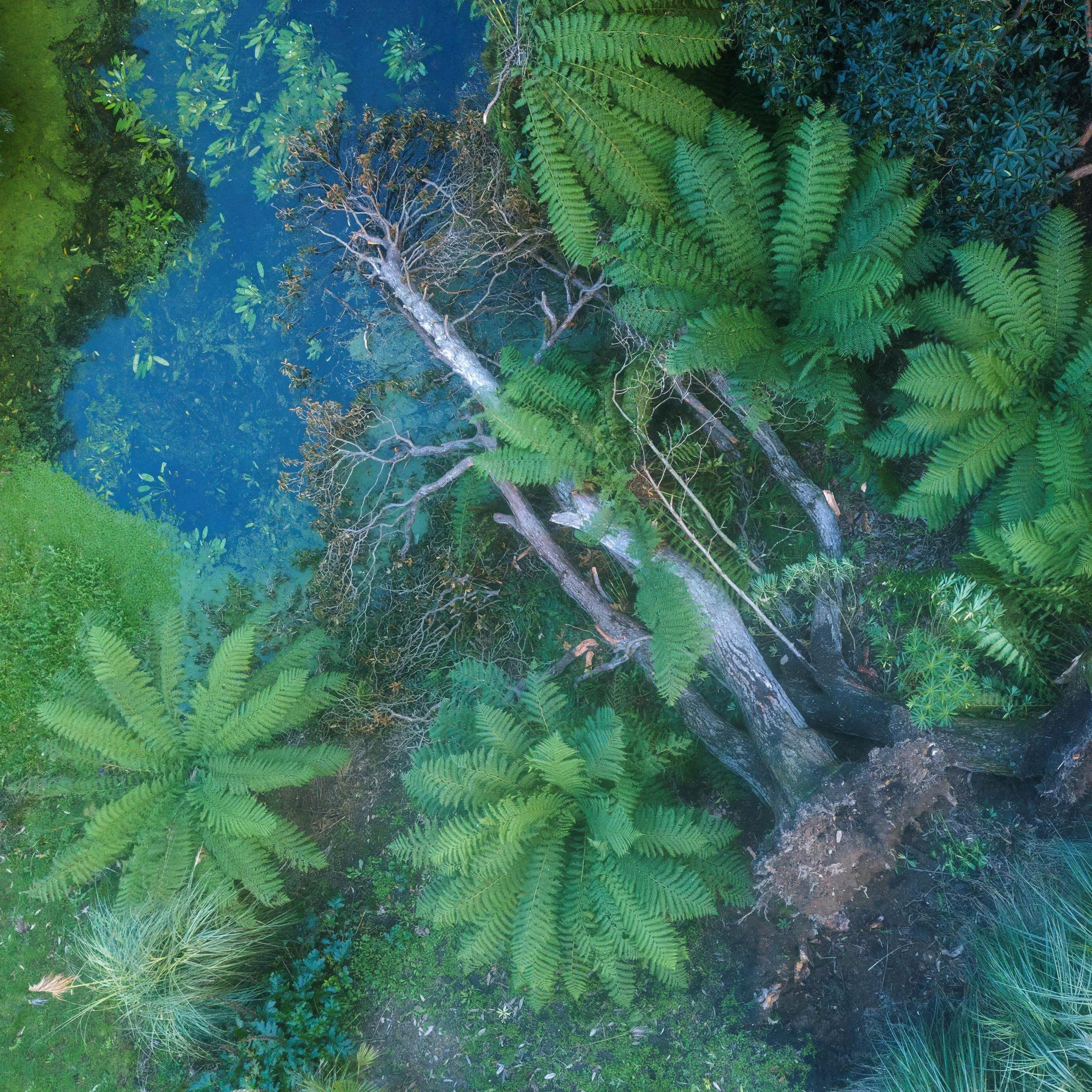 A fallen tree in a pond from above, surrounded by still-growing ferns and trees.