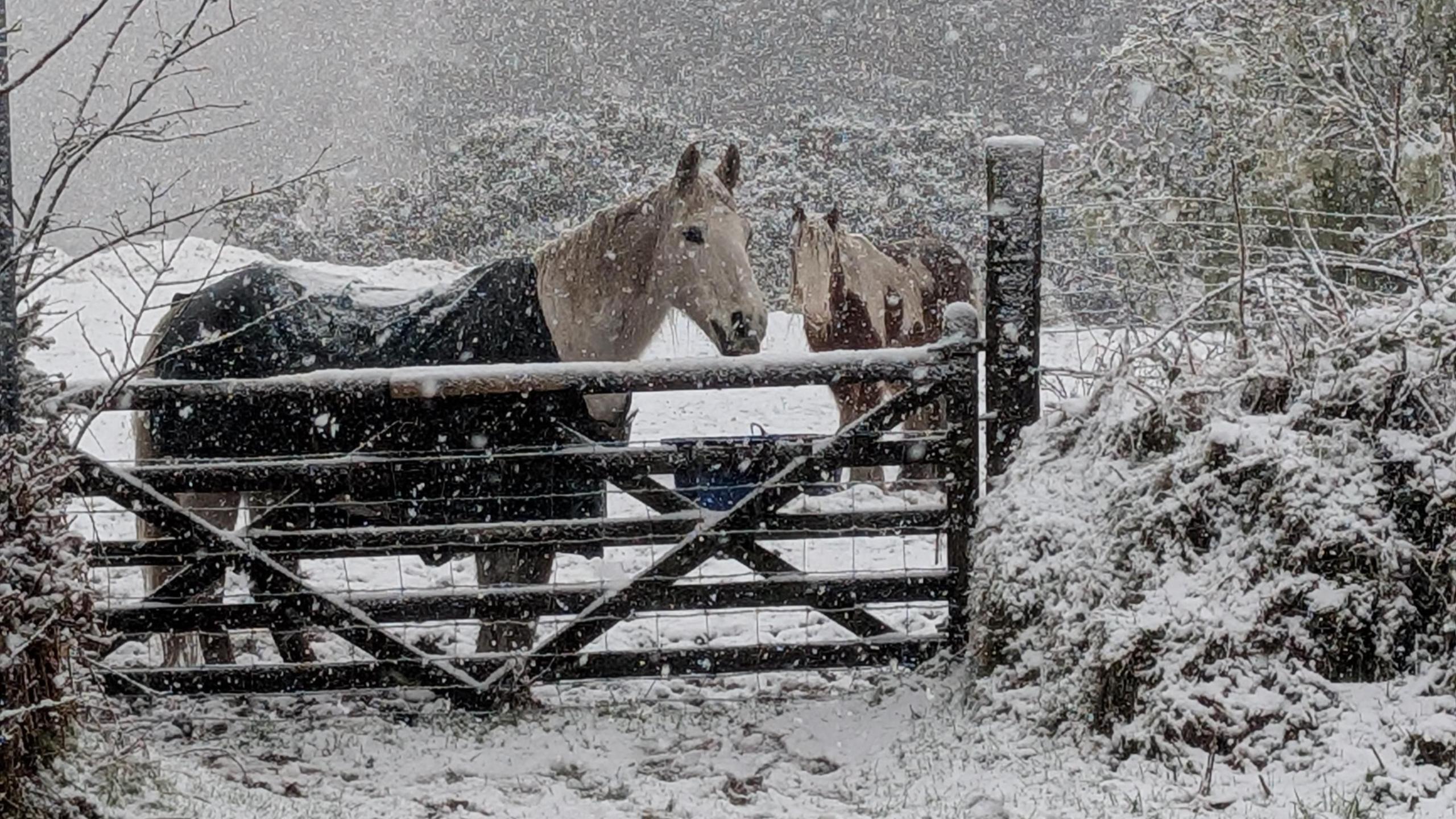 Two horses stand in a snowy field in Cornwall. More snow is falling. One of the horses is stood by a gate.