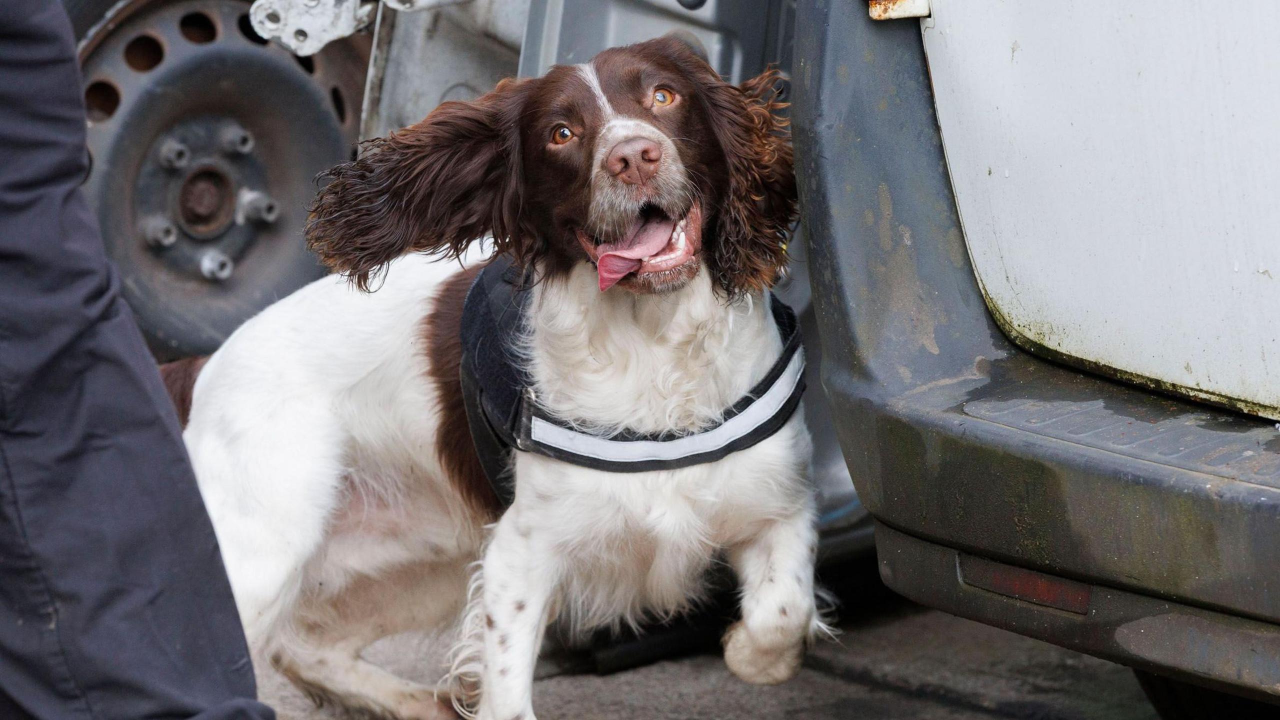A close up of an English Springer Spaniel. It has brown fur on its head, and floppy brown ears. Its body is white with brown blotches.