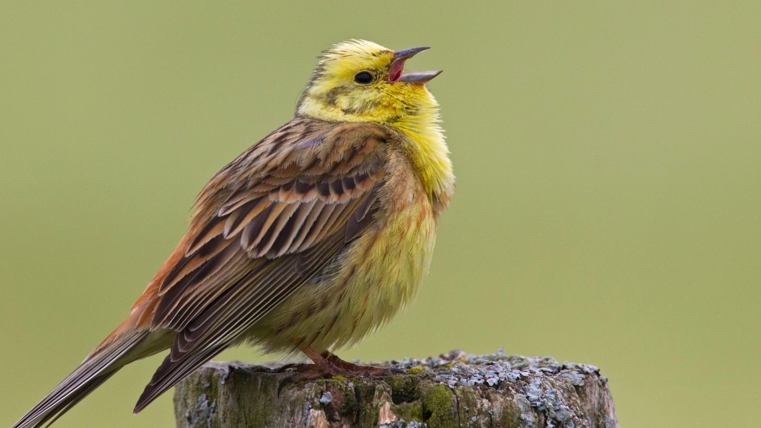 A Yellowhammer bird is singing while stood on a fence post. The background is an out-of-focus green blur.