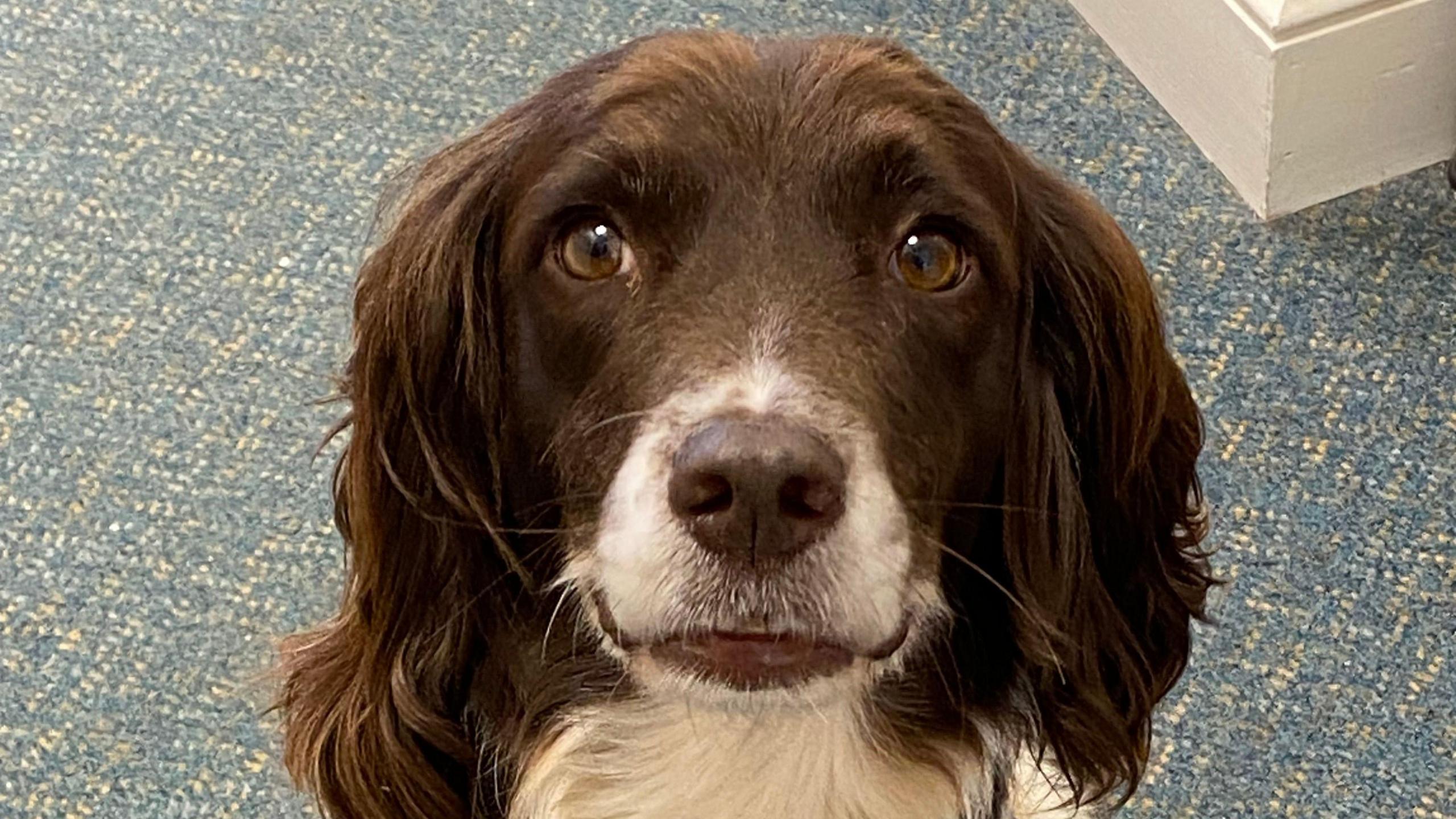 A close up of Izzy the dog's face as she sits on the flood. She is a brown coloured dog with long hair around her ears. There is some white fur around her nose, mouth and chest.