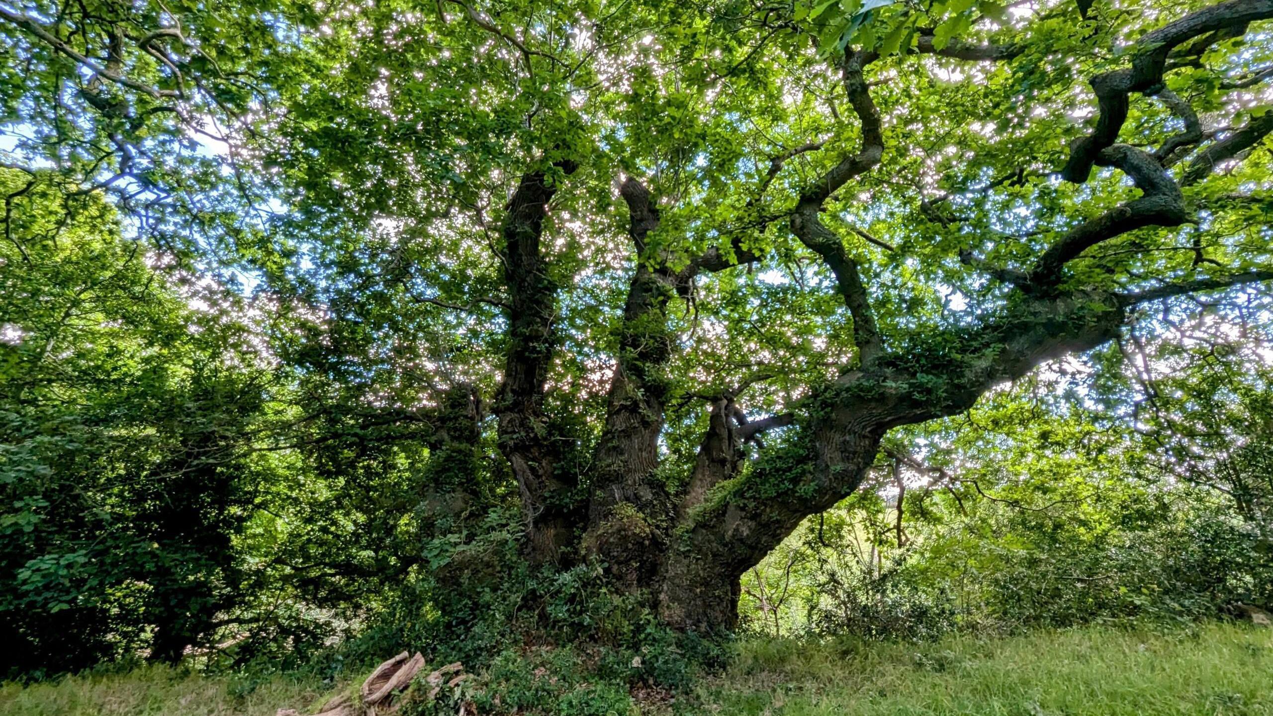 Oak tree The Michael with green leaves against a blue sky