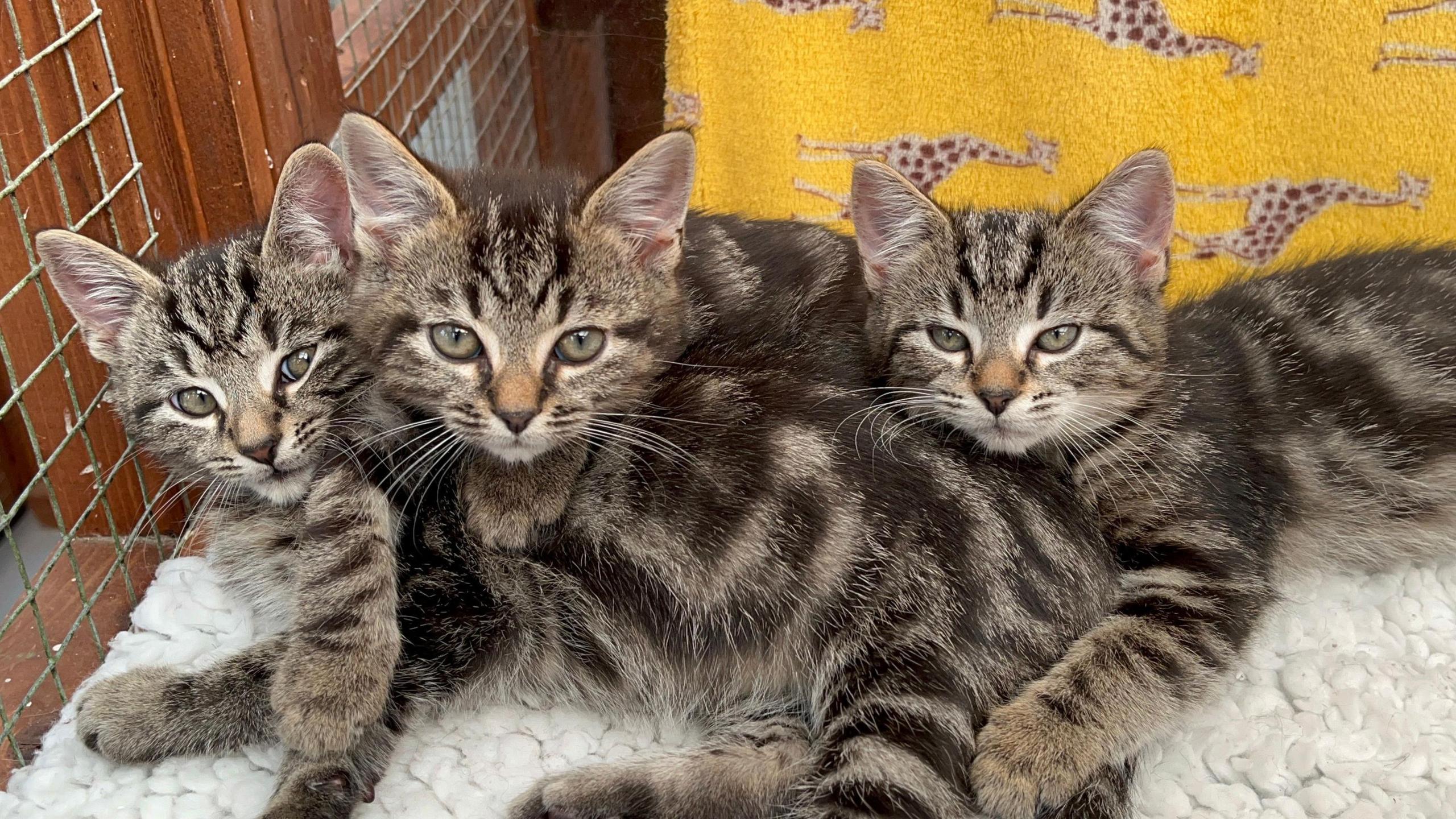 Three tabby kittens looking towards the camera. They're lying on top of each other and have green eyes and brown fur. They're on top of a fluffy, faux sheepskin rug, and have a yellow blanket behind them. 