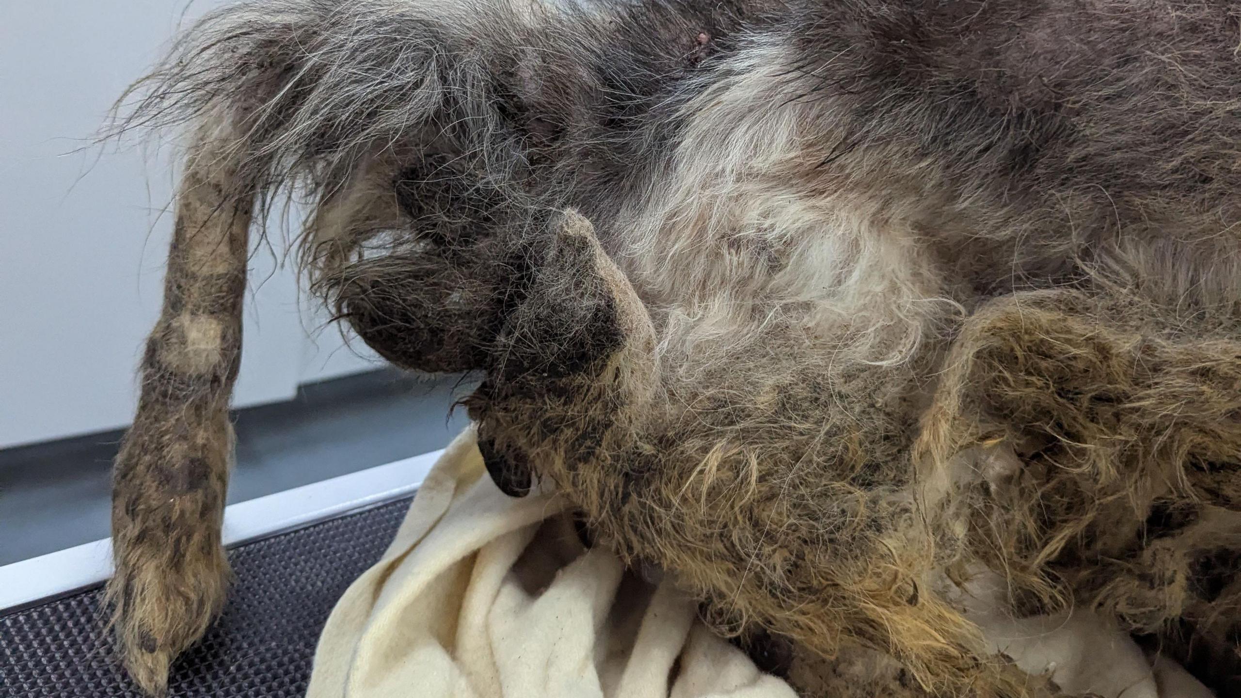 Dog with a matted tail laid on a white towel in a veterinary surgery with a sink behind it.