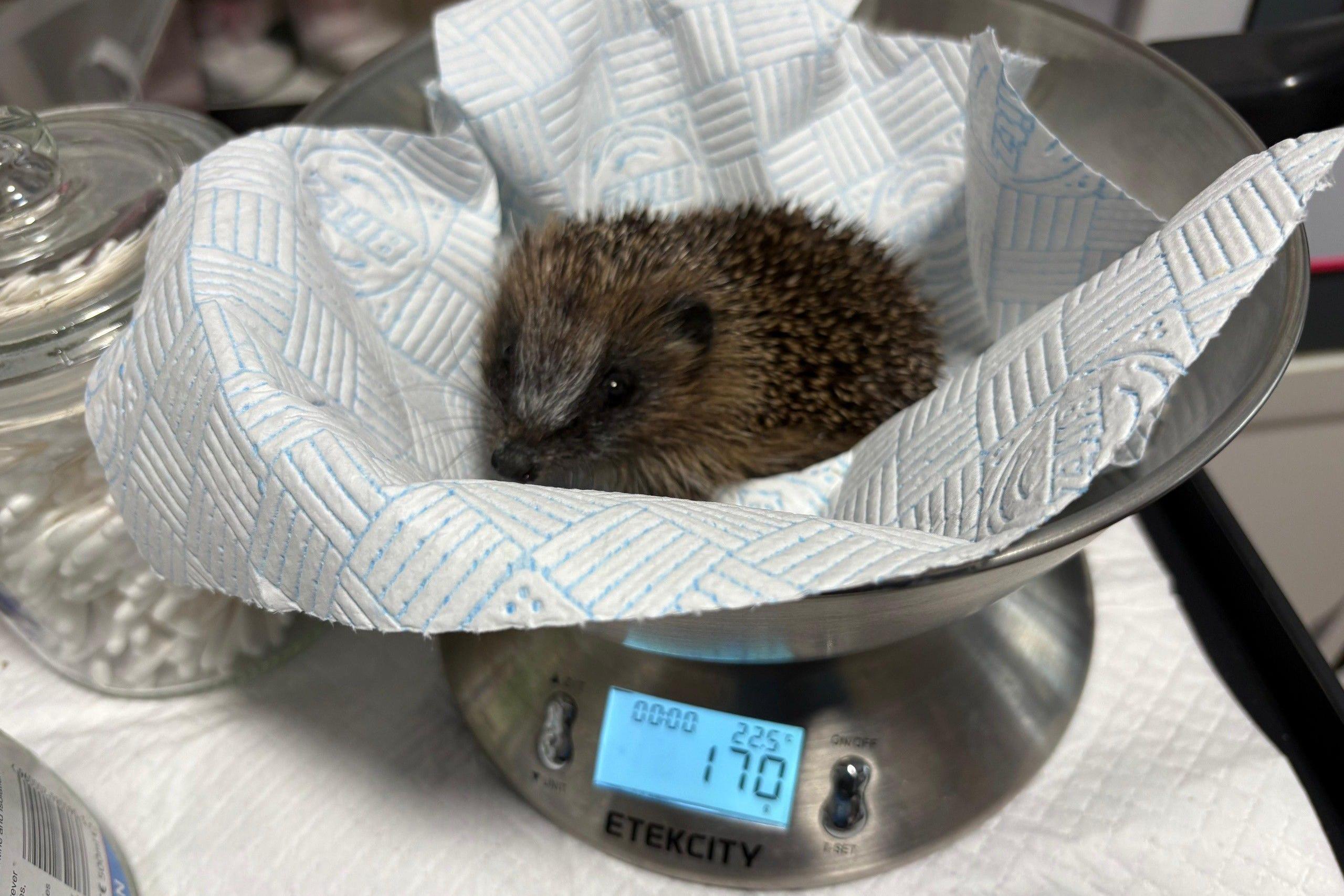A hoglet being weighed on scales.