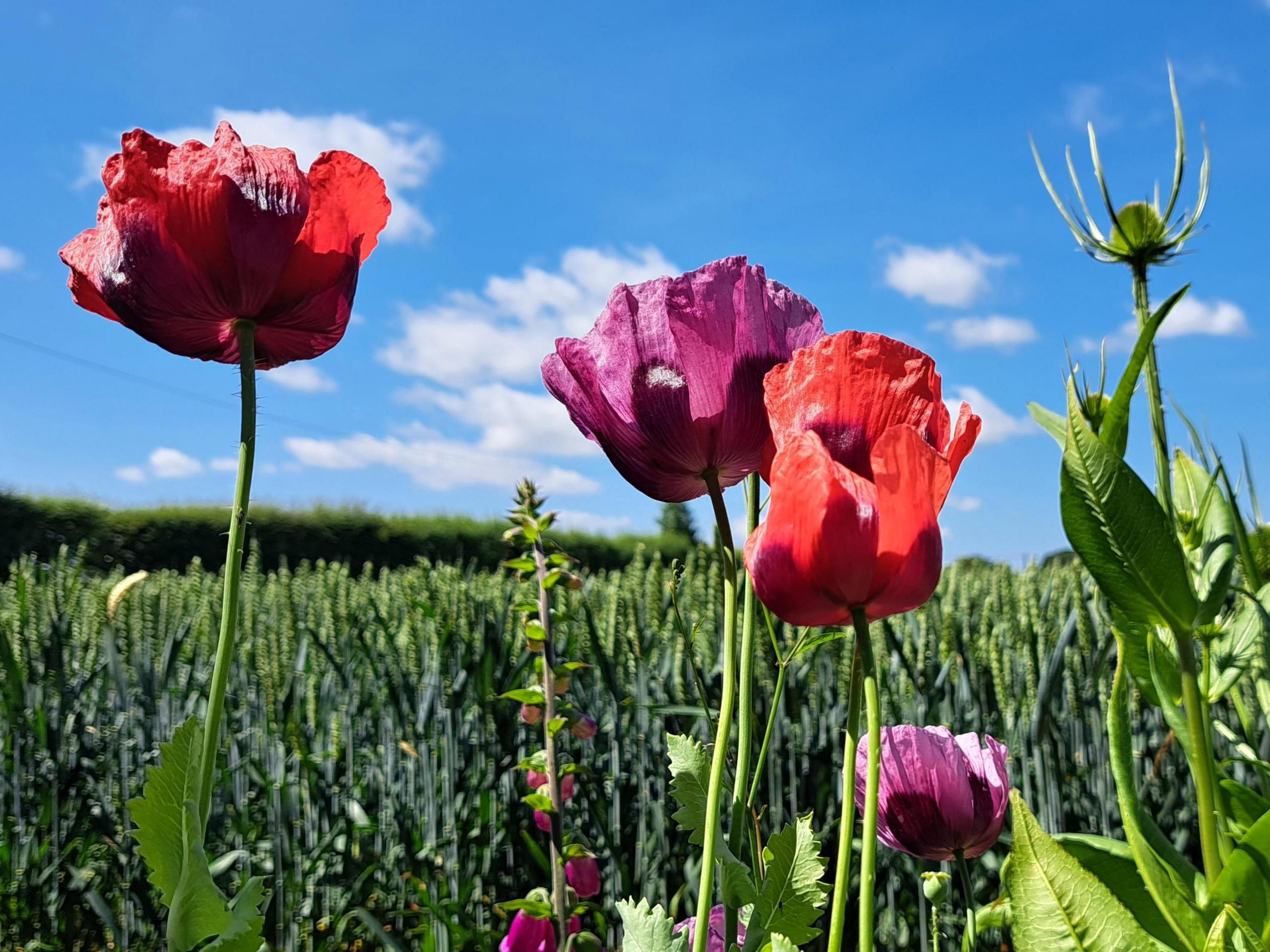 Three tall poppies in red and purple dominate against a blue sky with white cloud. There are also smaller purple poppies and foxgloves, and in the background, a slightly blurred arable crop in a field. 