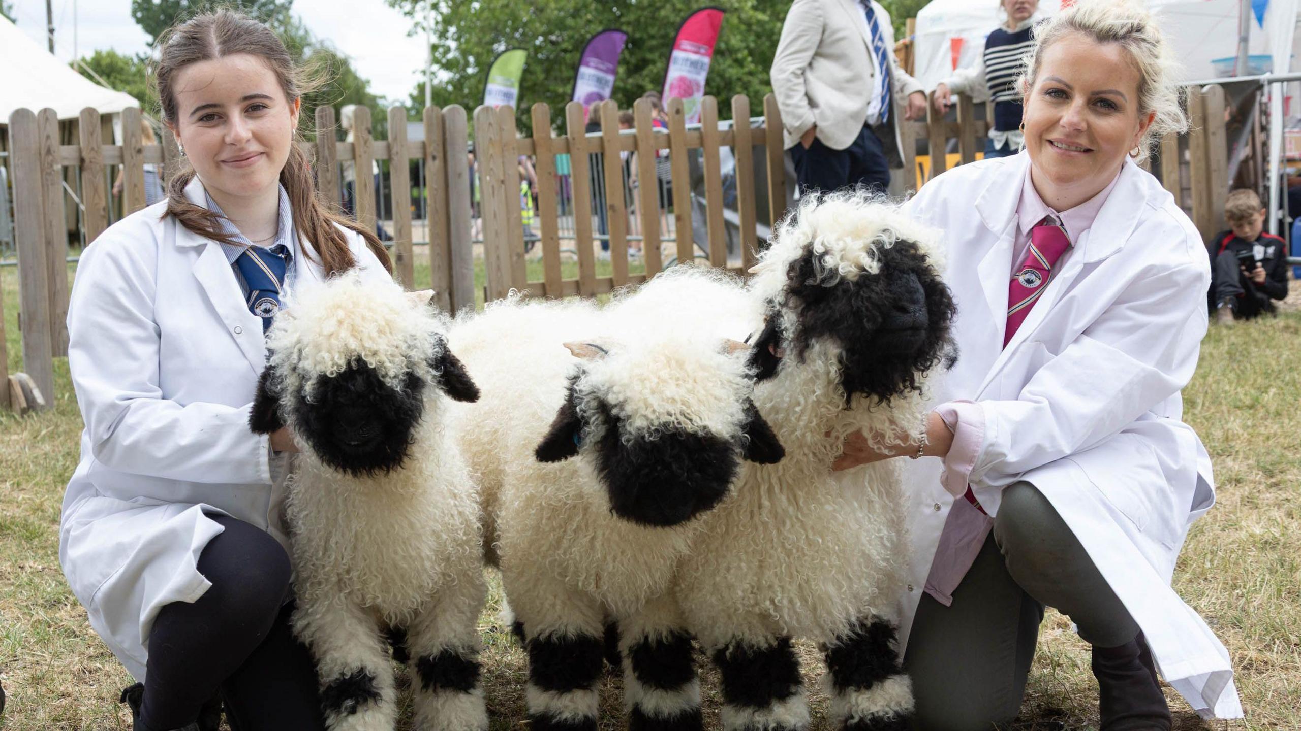 Two women in white coats and black trousers hold three sheep with white wool and black faces and ears at the Bath and West Show