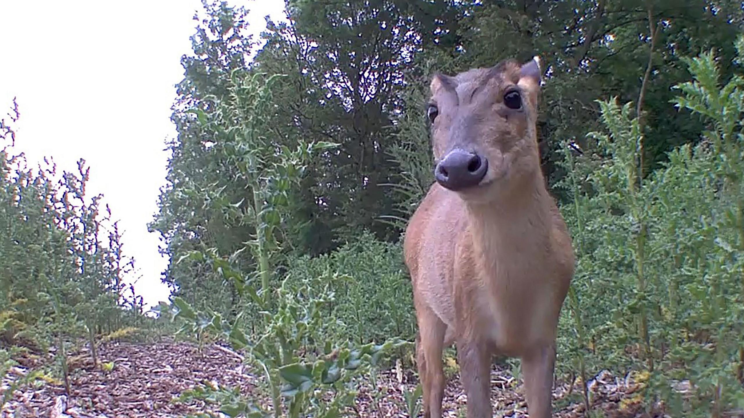 A close-up of a deer taken from one of the deterrent cameras close to a railway line. 