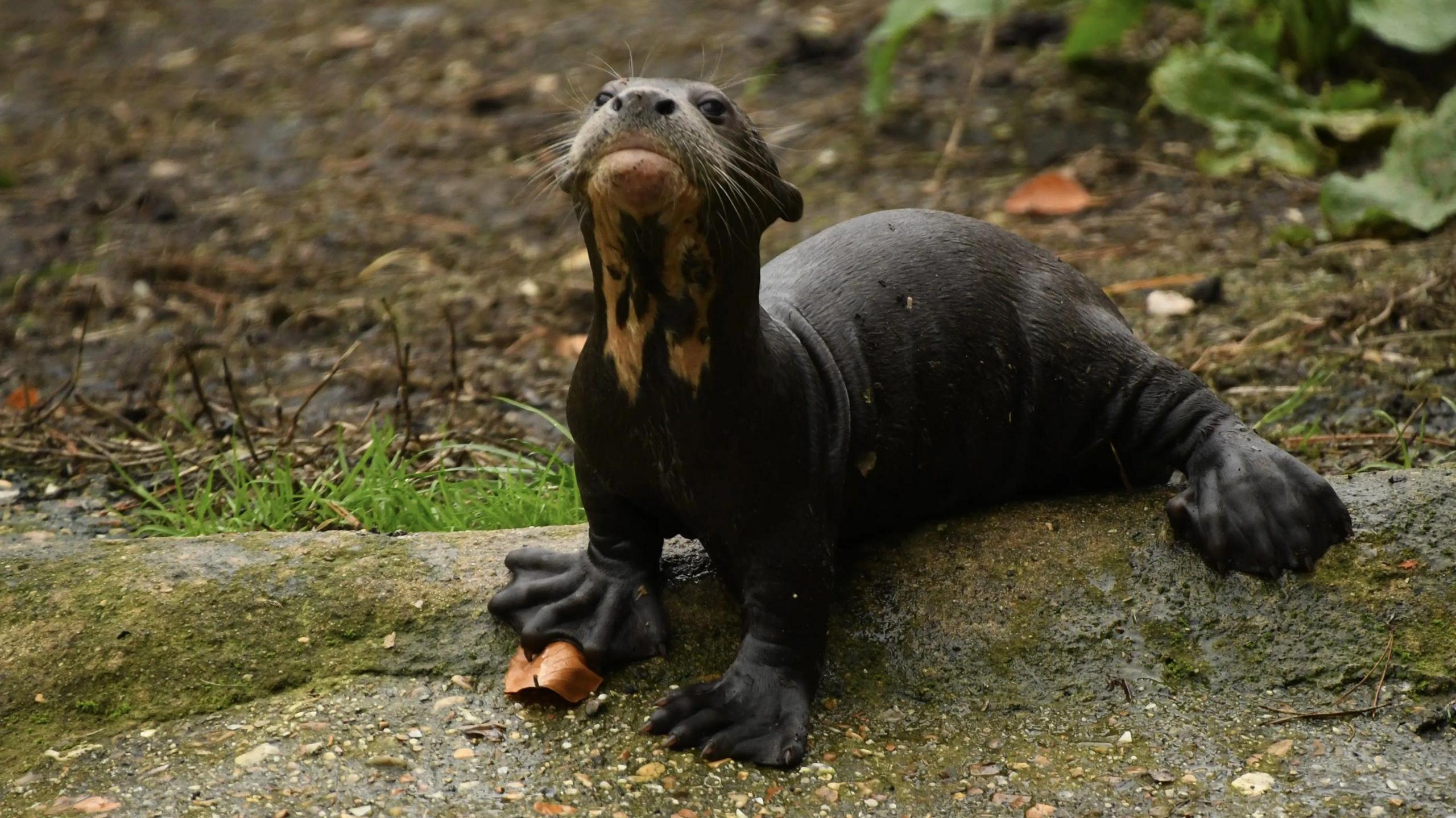 a picture of a young otter cub