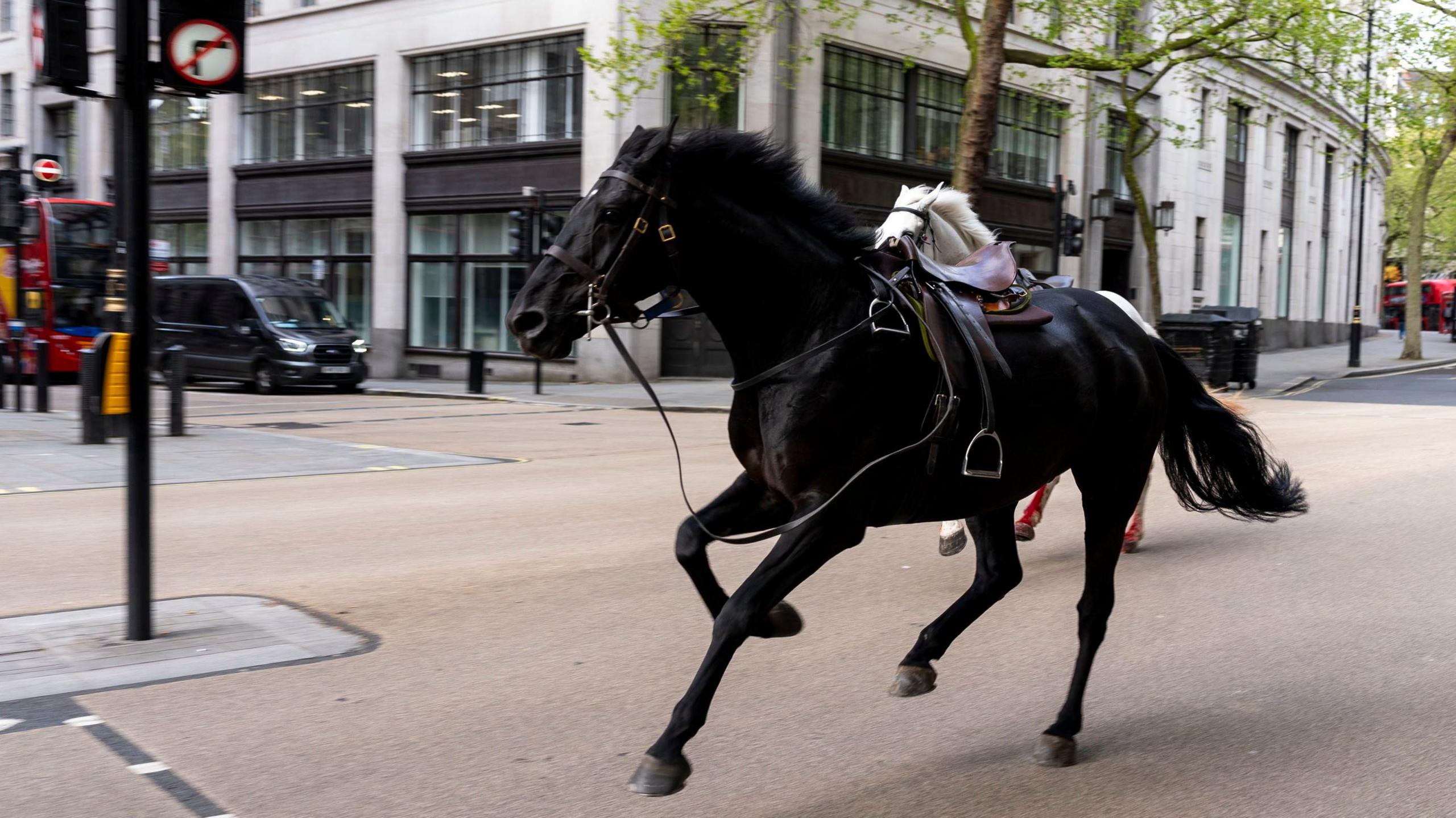 A black horse and a white horse gallop through central London after escaping. 