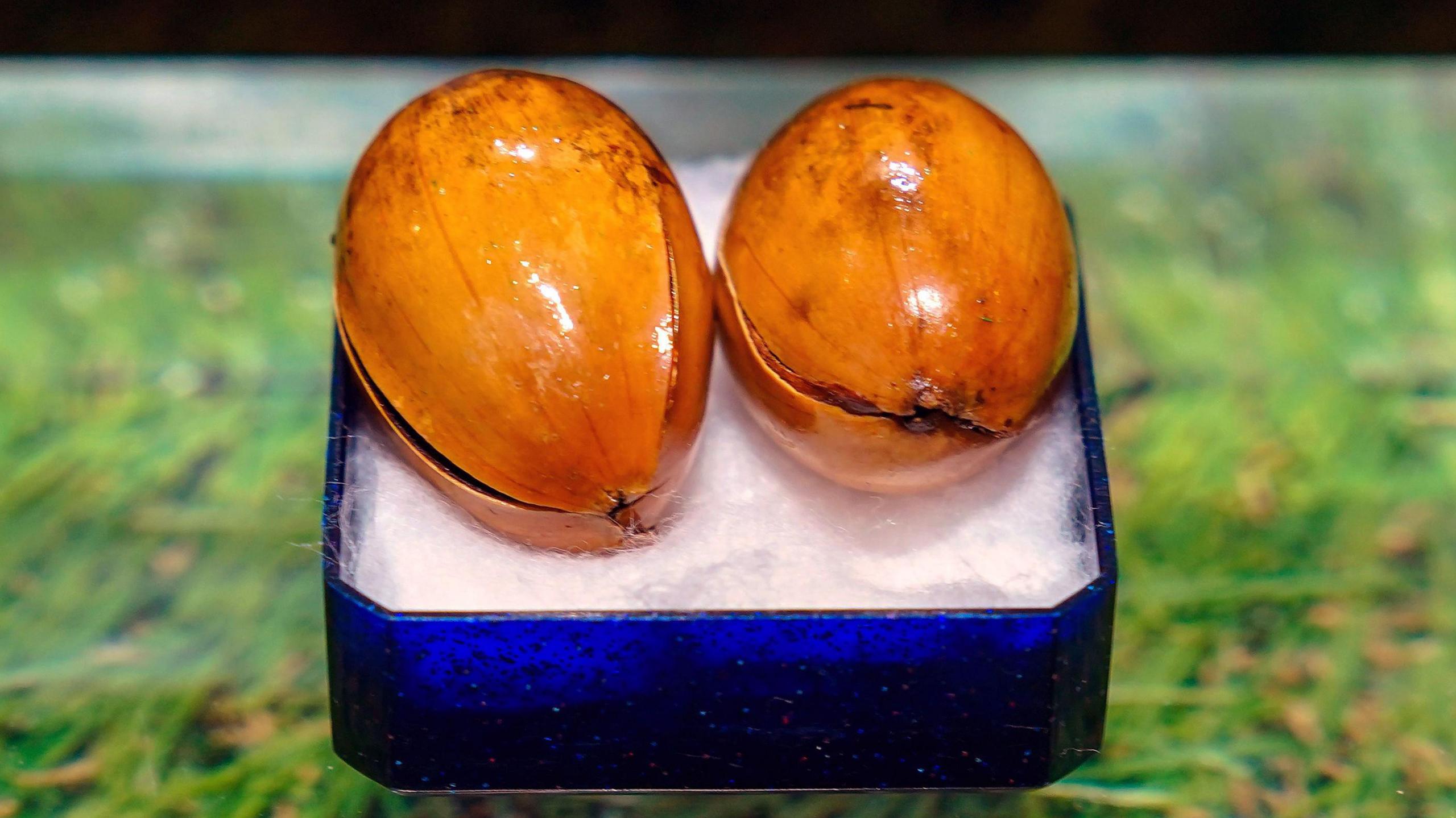 The two shiny acorn are displayed in a blue jewellery box with a cotton bed. The box is displayed on fake grass.