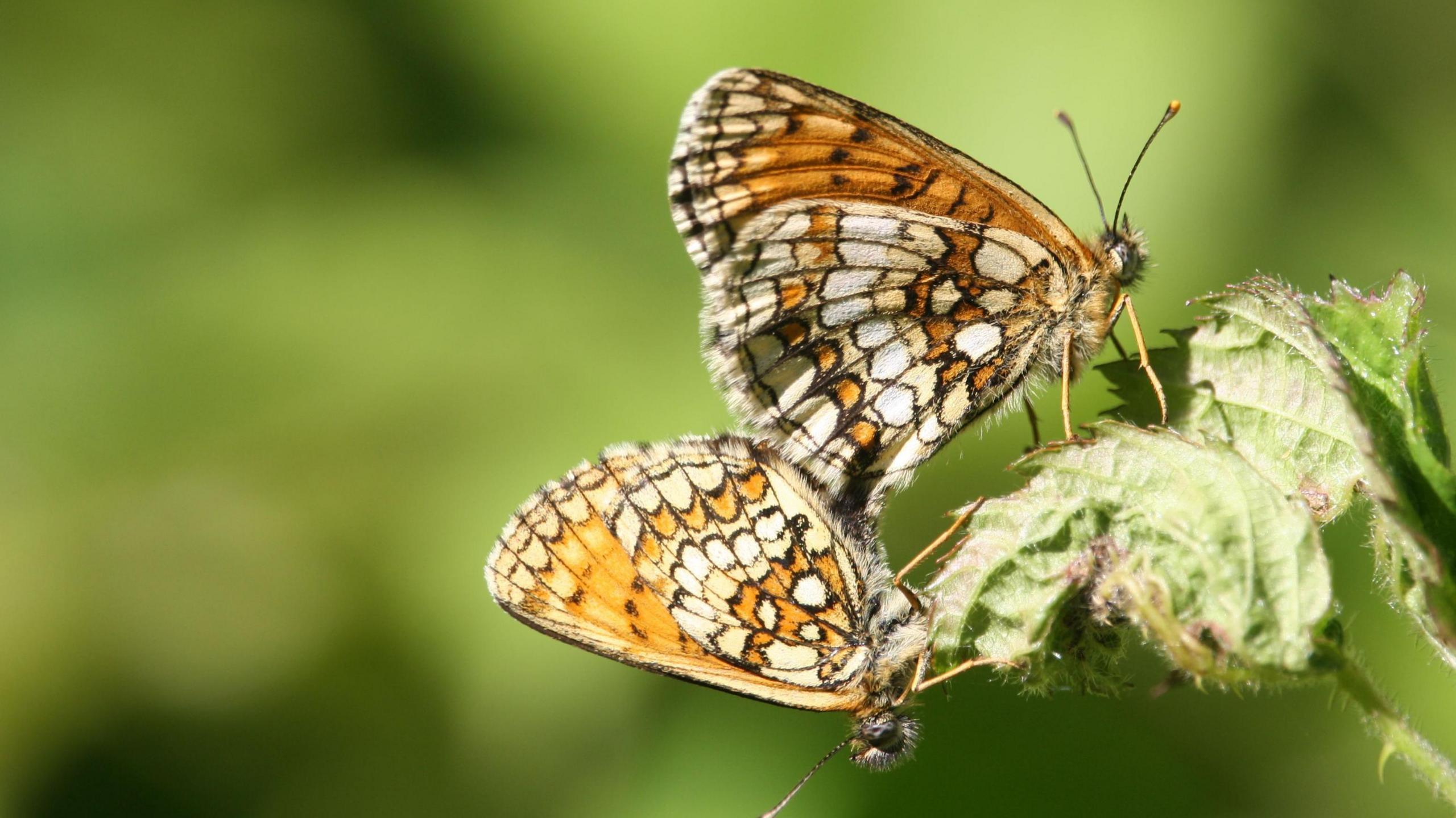 Heath fritillary butterfly on plant