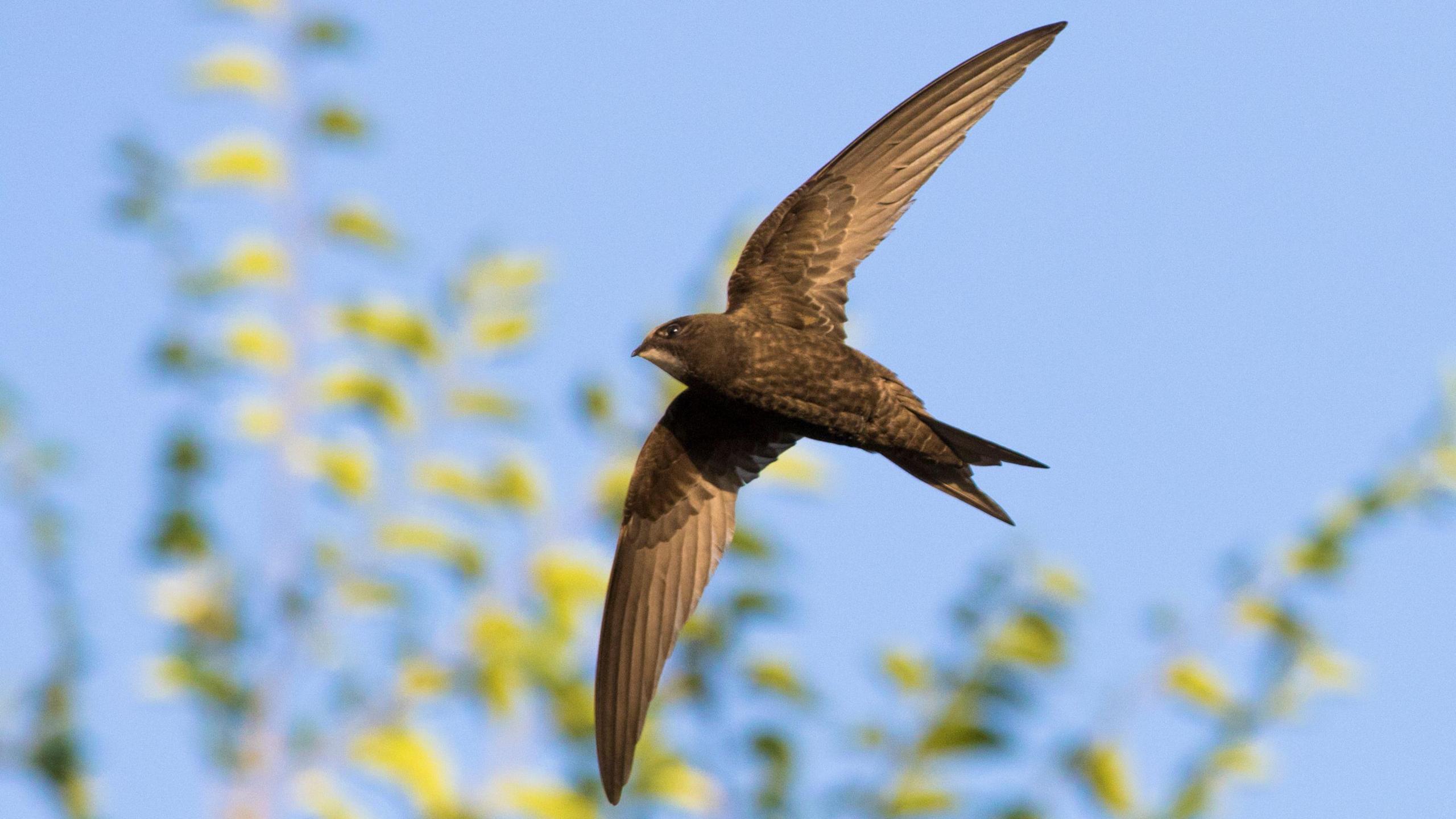 a swift in flight