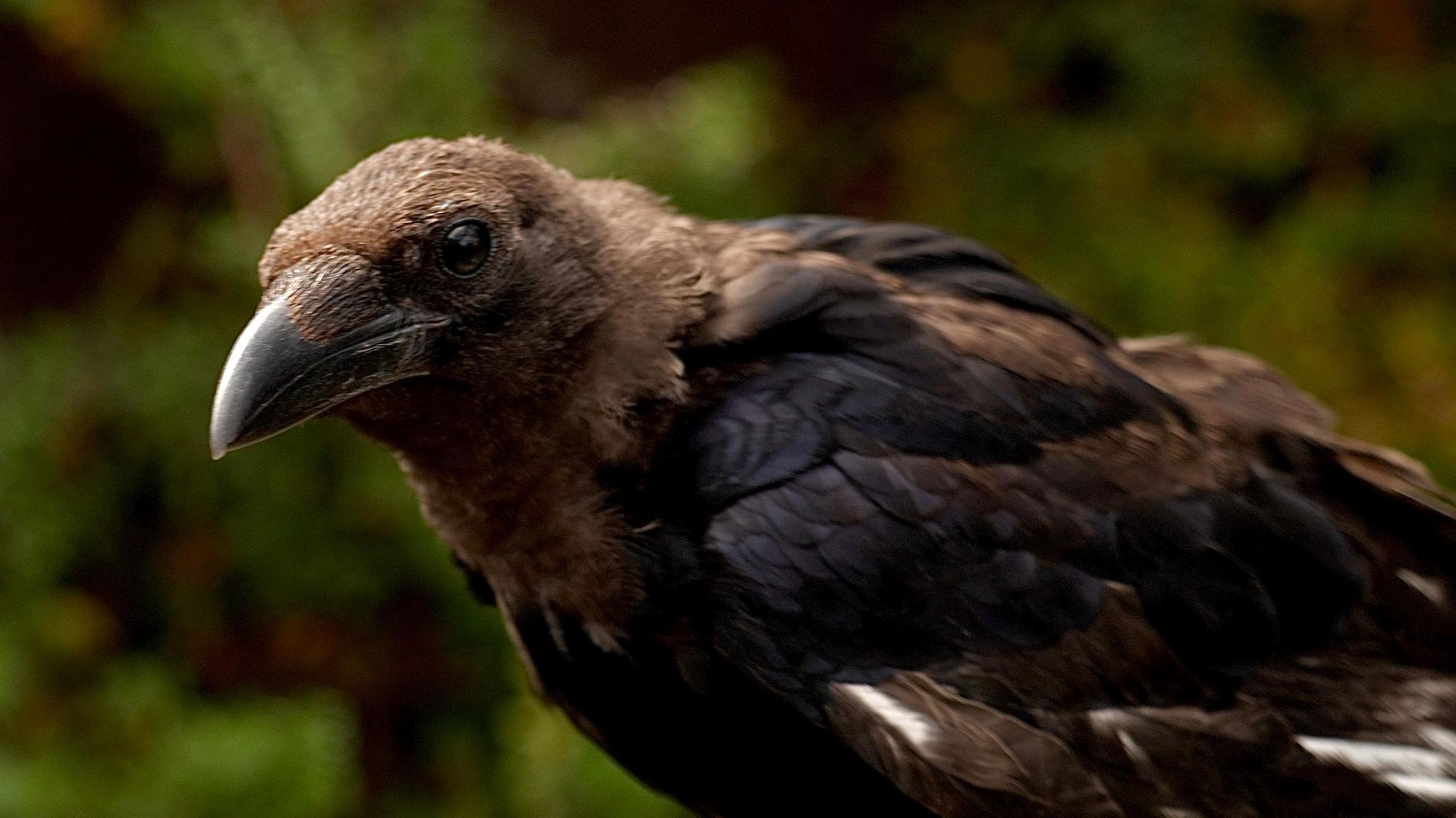 A black crow perched in a garden. It has some brown and white feathers. 