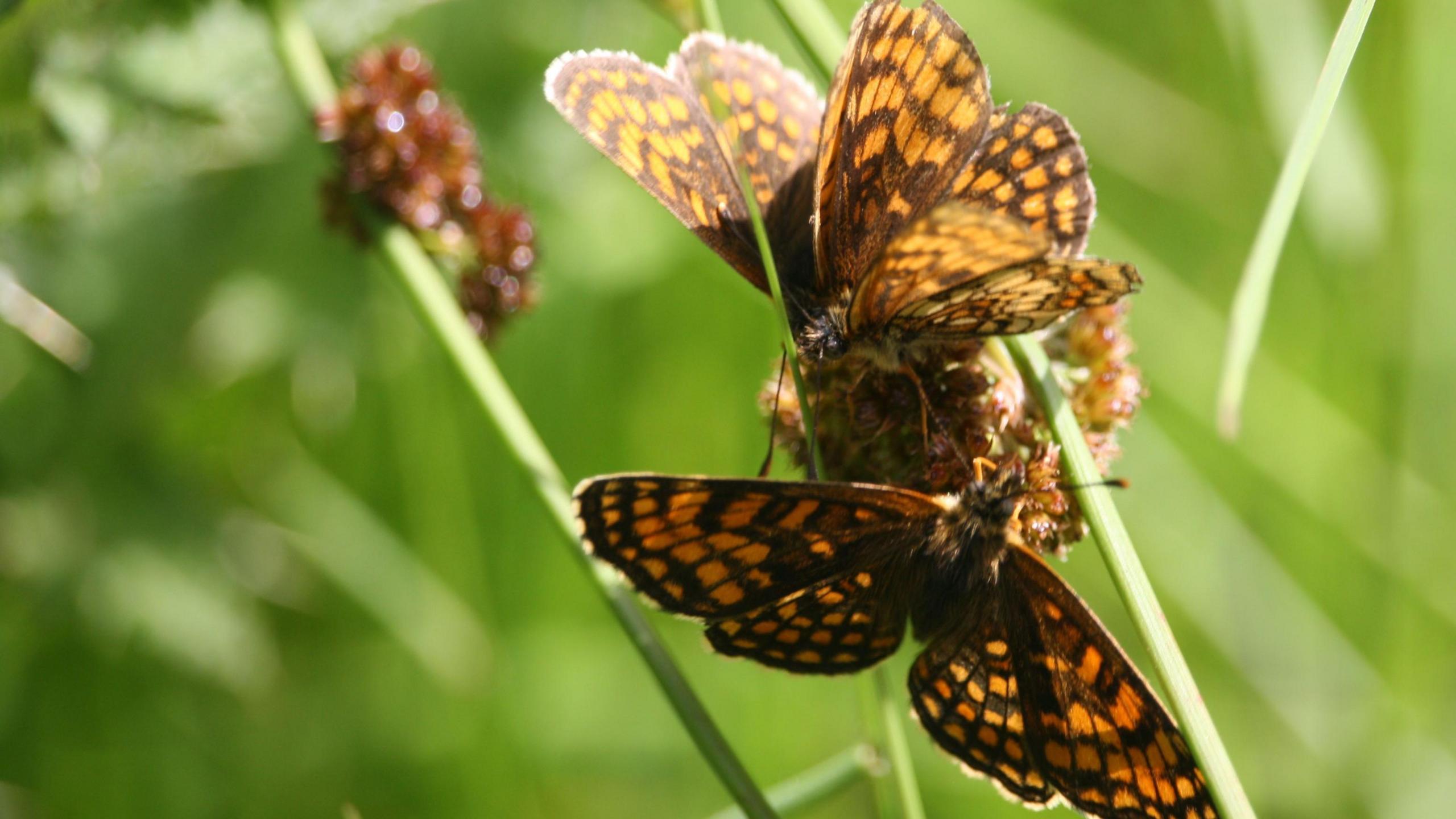 Heath fritillary butterflies on plant