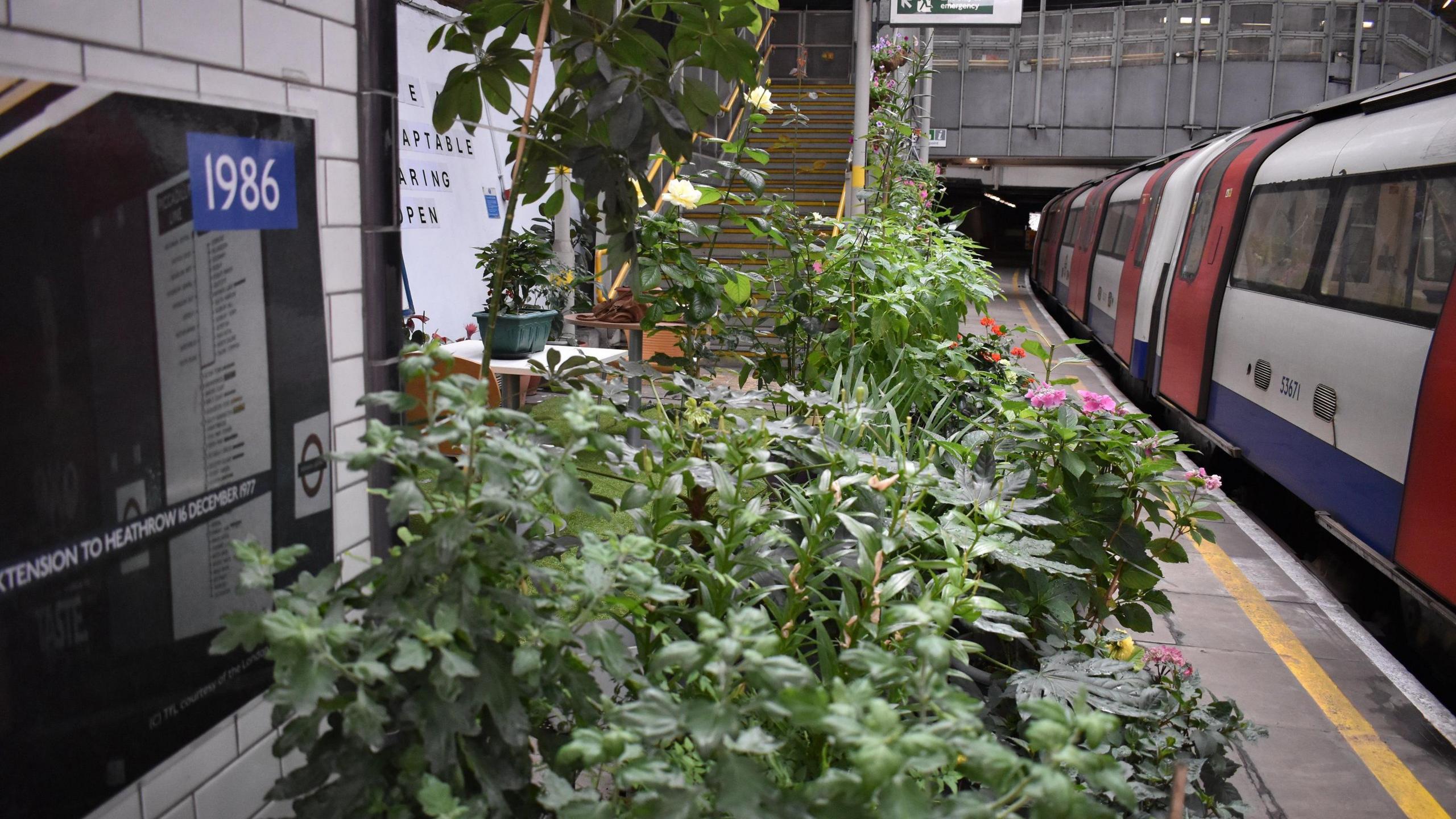 A selection of green, leafy potted plants displayed on a Tube platform. A Tube train is pulled up at the platform on the right, and there is a set of steps in the background.