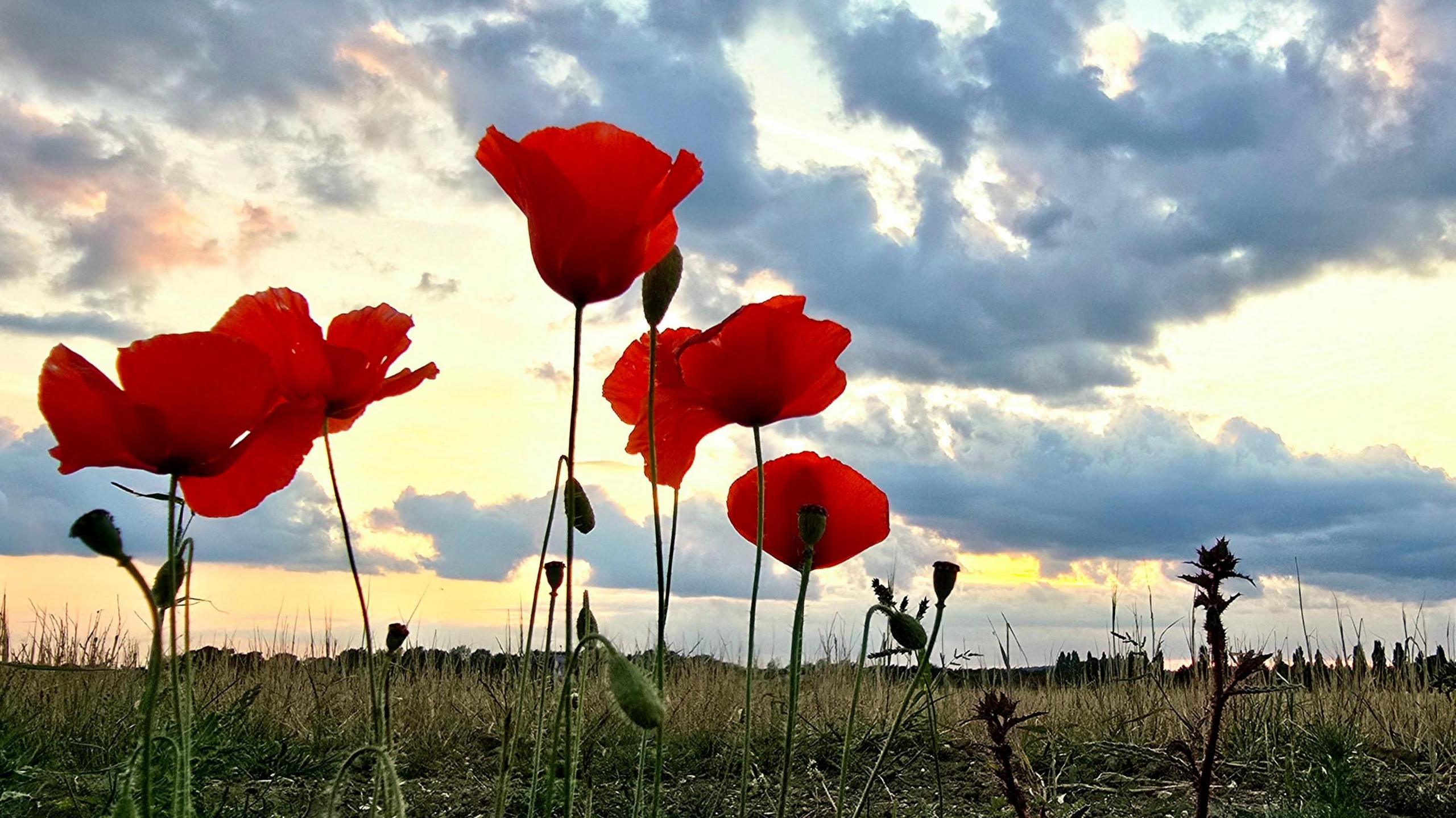Five bright red poppies stand proudly against a bright cloudy sky. The image was taken from a low angle looking up towards the dusk skies which are bright and full of clouds.
