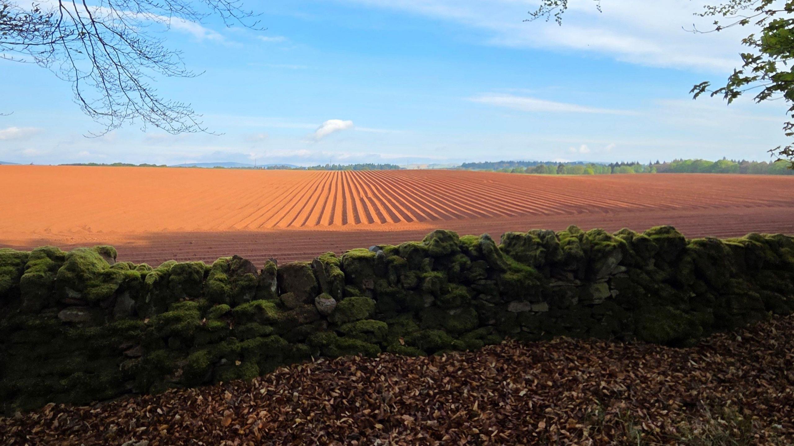 Orangey brown muddy field with rows ready for planting crops. An old stone wall is in the foreground.