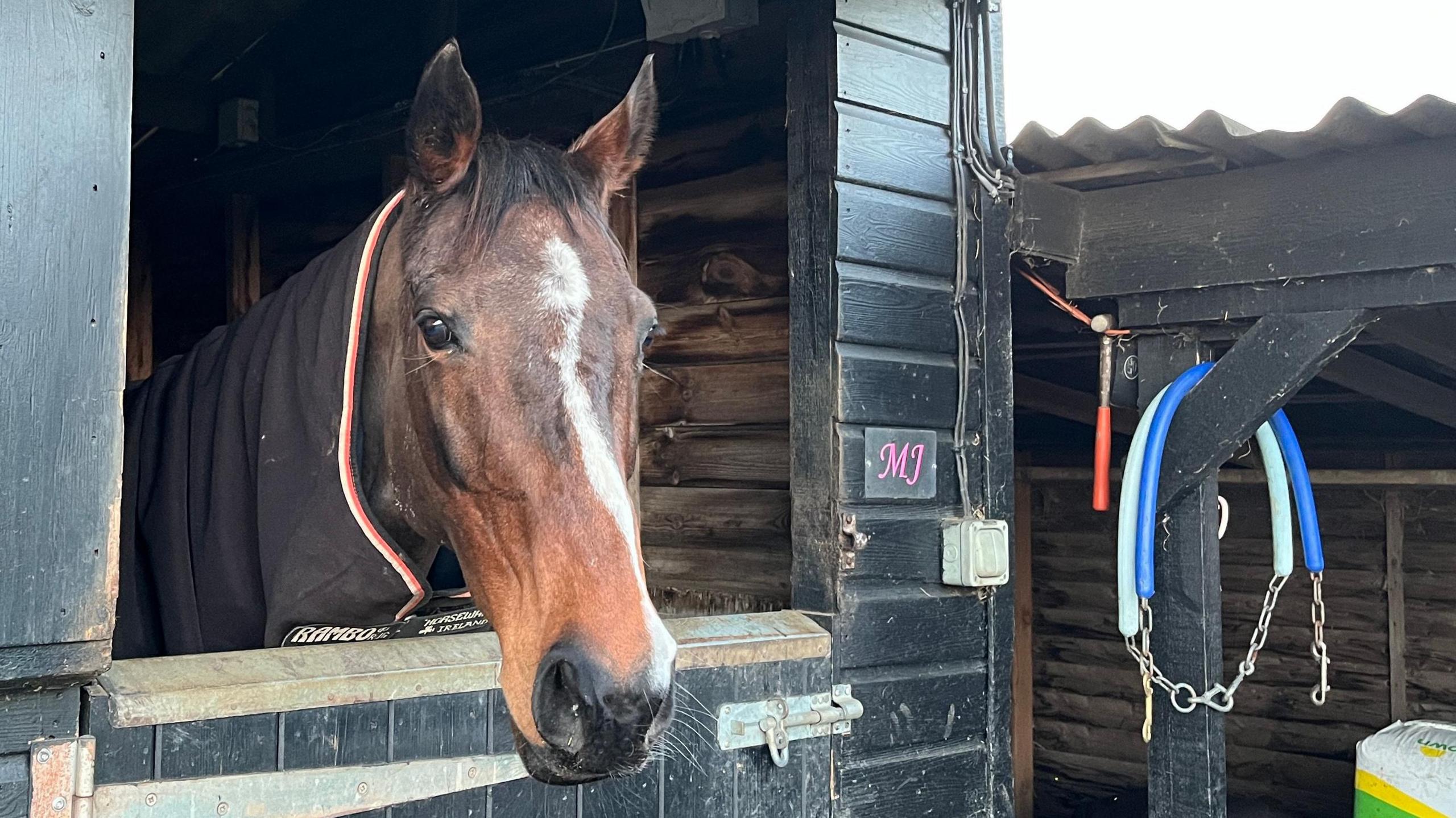 A brown horse, with a long white streak running from the top of its head down to the bottom of its nose, is sticking its head out of the stable door. The horse has a purple coat on and the letters 'MJ' are stuck on the side of the door. 