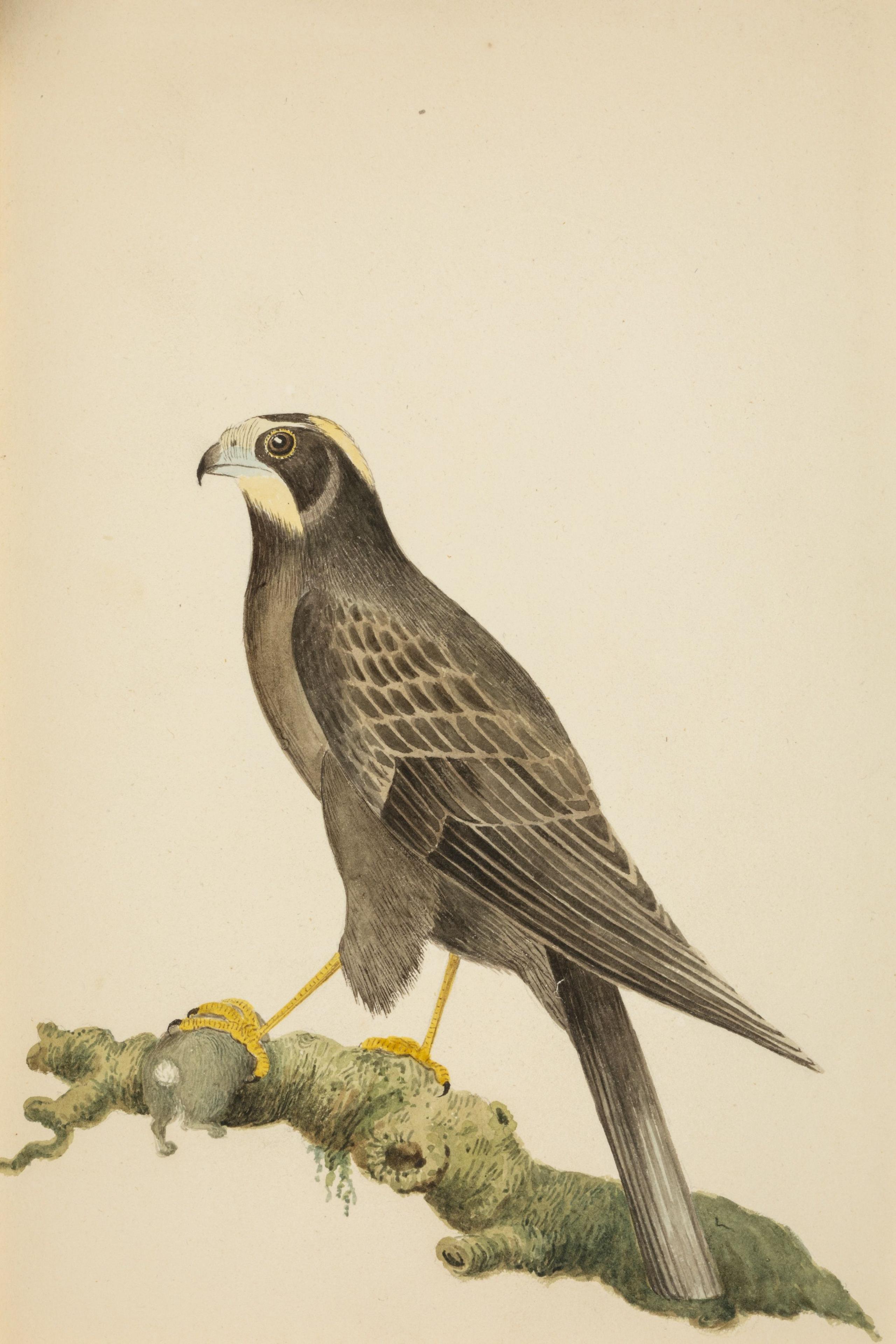 A watercolor painting of a large bird on a tree branch.