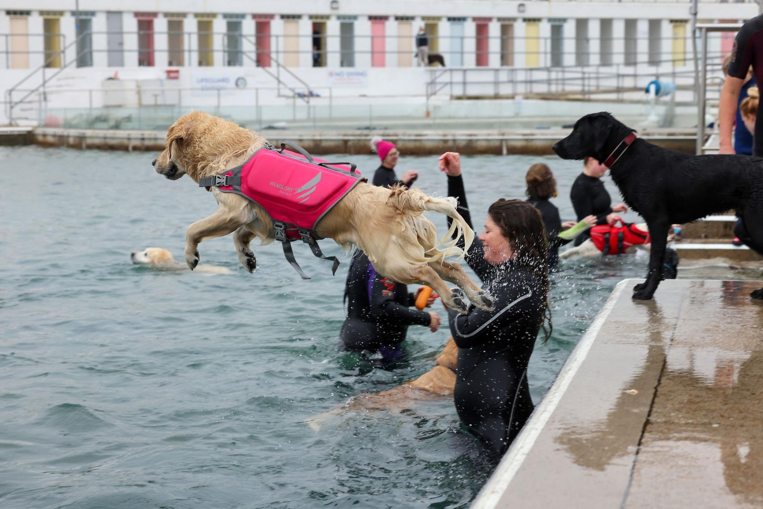 A golden retriever dives into the pool earring a bright pink life vest, while other dogs stand on the side or swim. Owners in the pool are wearing life vests.