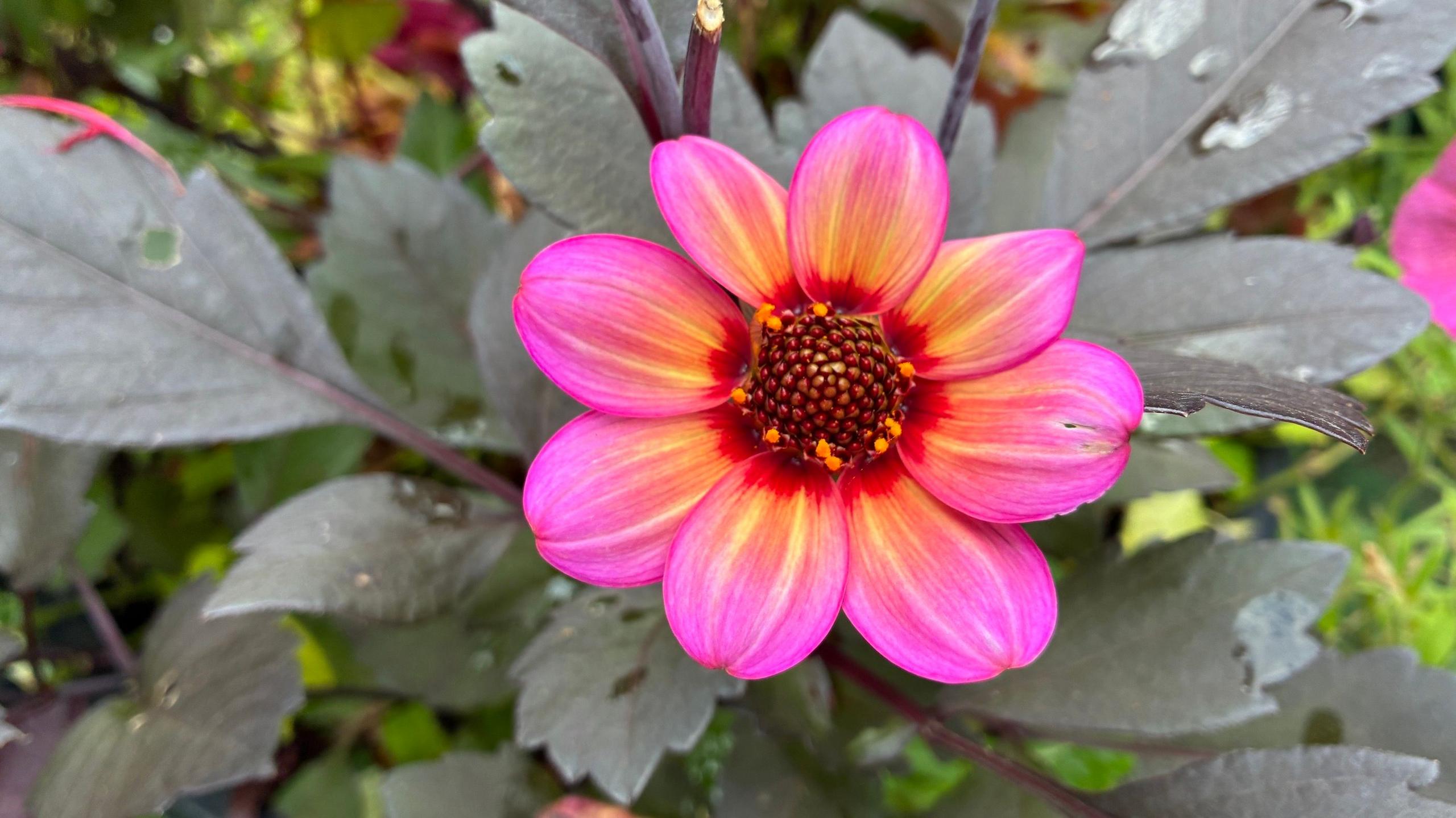 A bright pink flower with orange tinted petals blooms among dark green foliage. 
