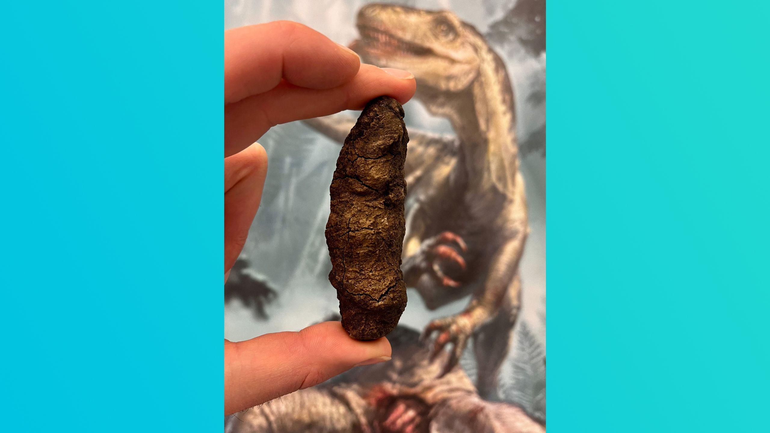 A hand holds a coprolite - a fossilised dinosaur poo