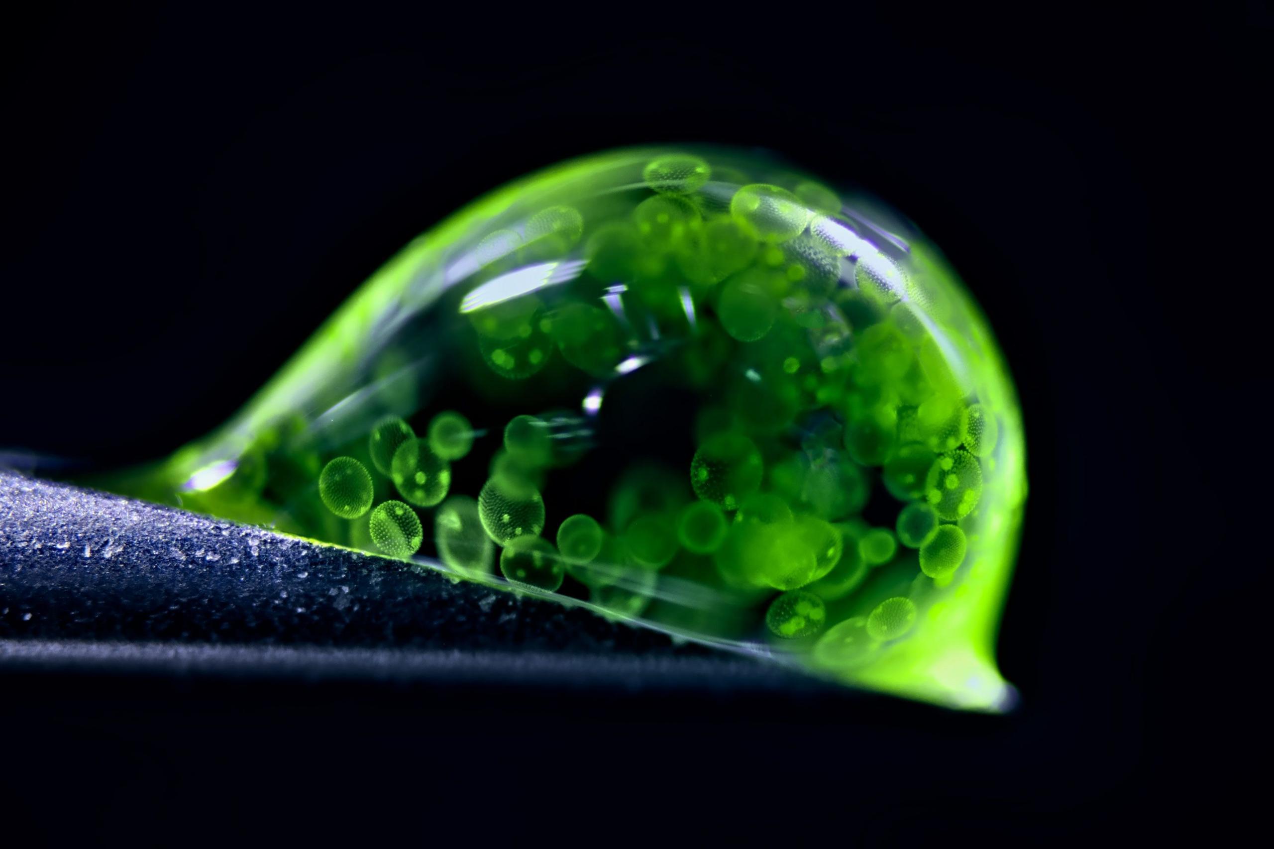 Green algae cells in a drop of water.