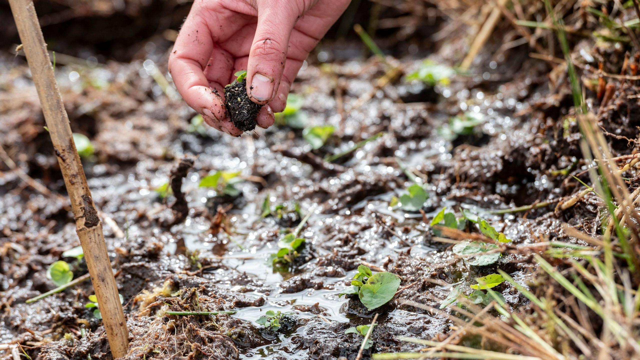 Volunteers planting marsh violets