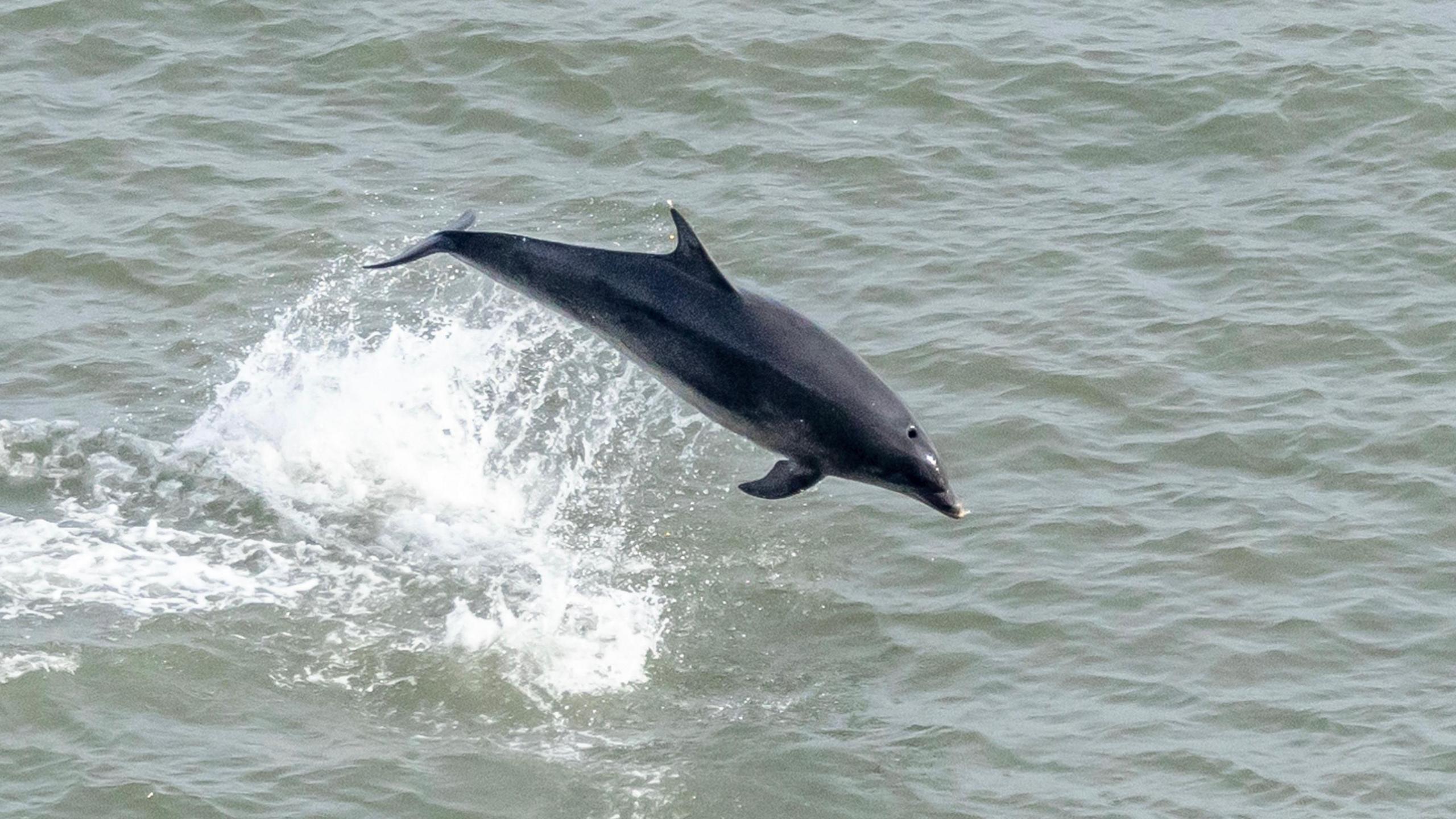 A bottlenose dolphin breaches in the North Sea