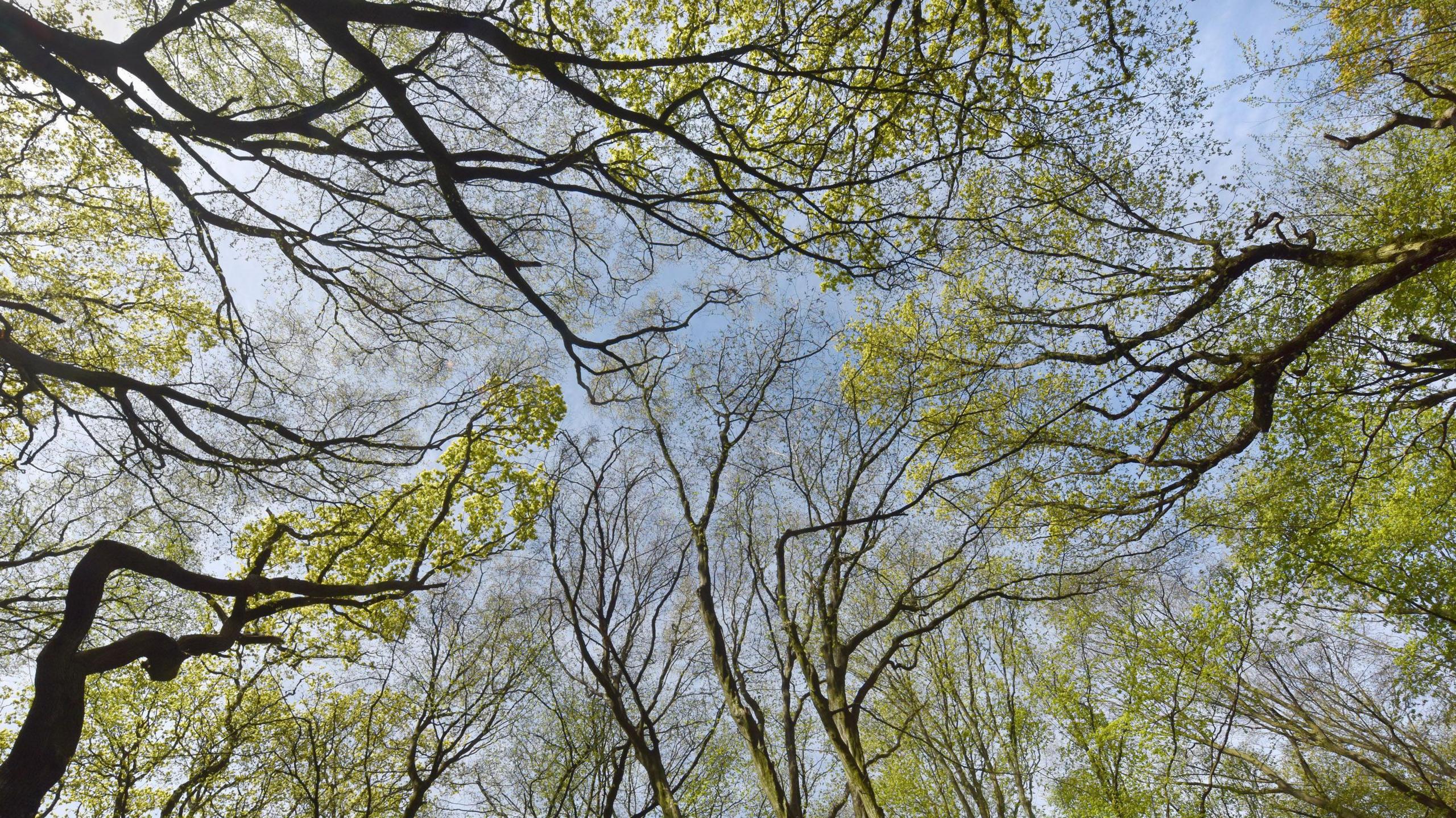 A picture of trees taken from below looking upwards. The trees have dark coloured branches and bright green leaves.