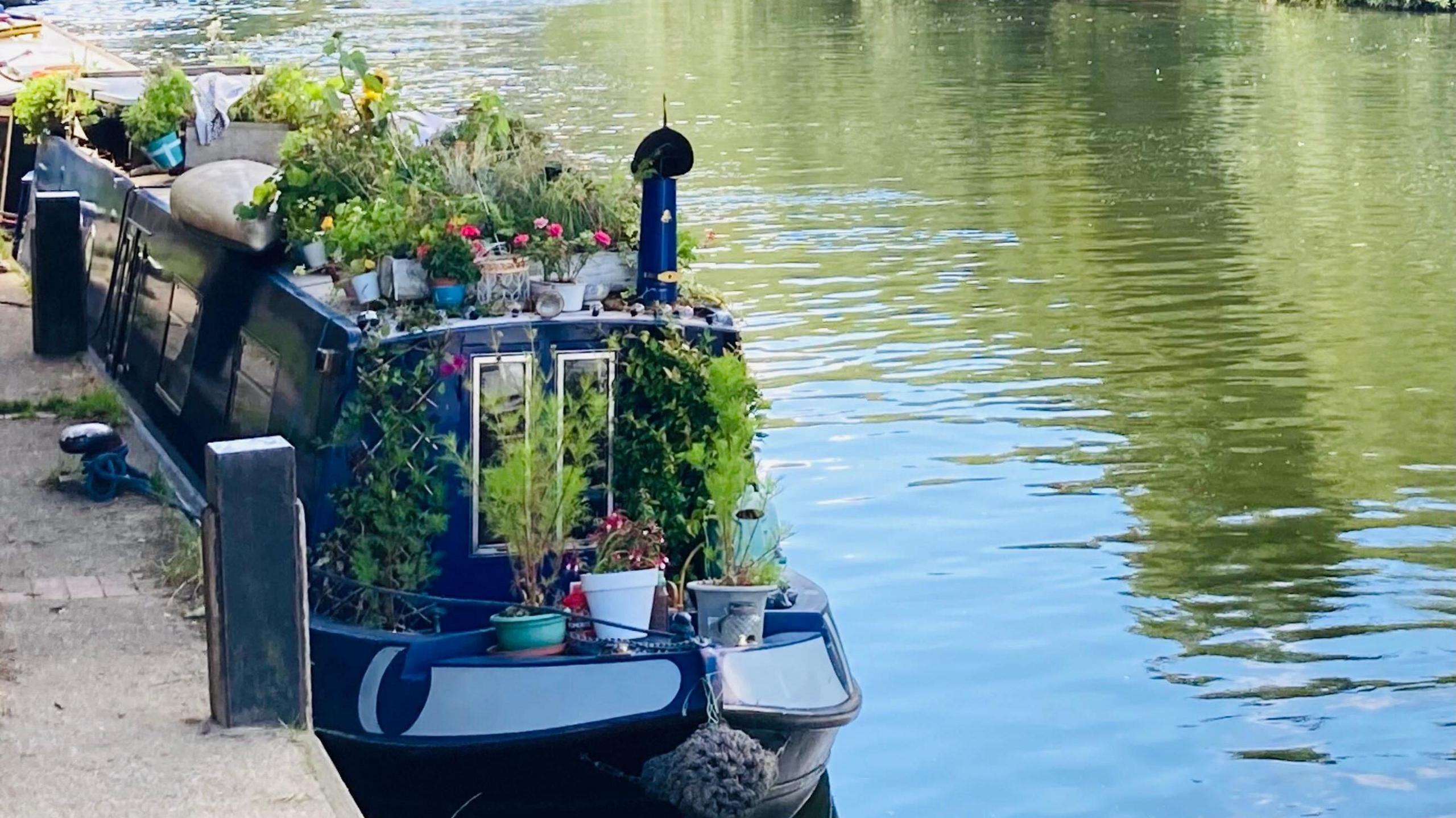 A canal boat is moored up on a river - the boat is covered in plants. Half of the picture shows the boat and the other half the water.