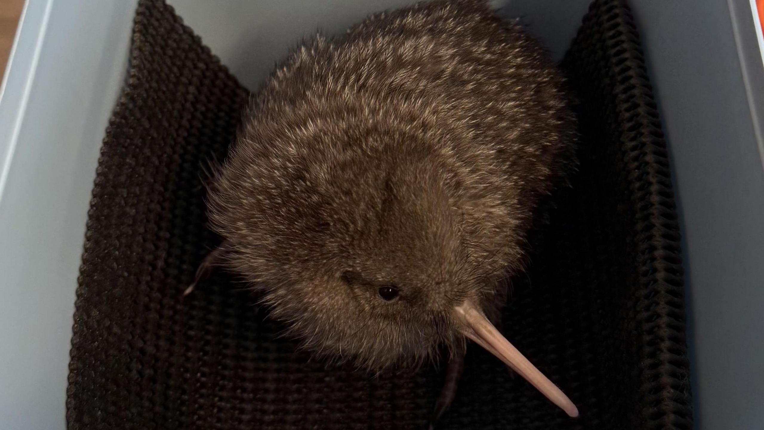Kiwi chick being weighed.