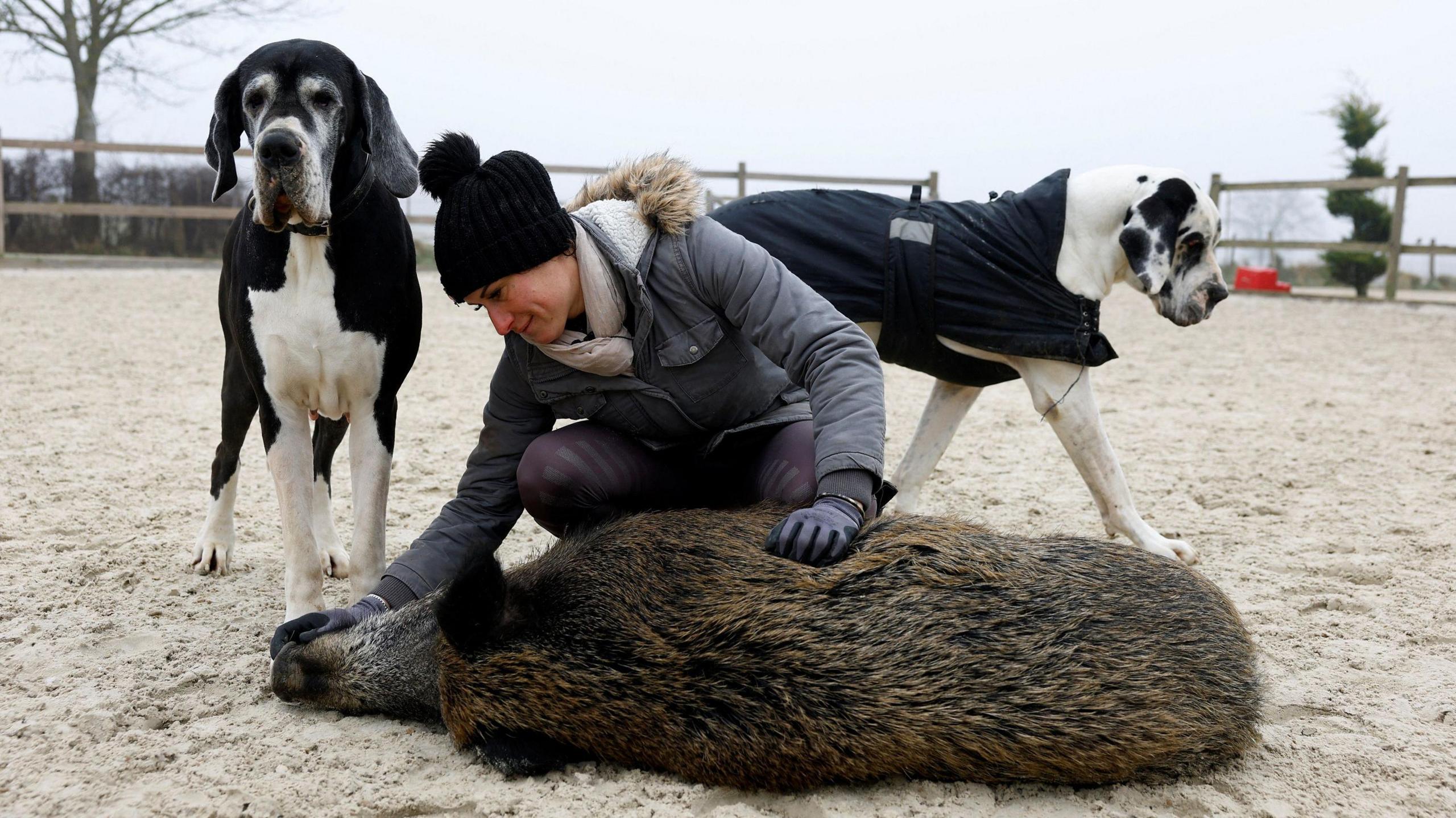 Elodie Cappé pets her wild boar in a sand enclosure while two dogs look on.