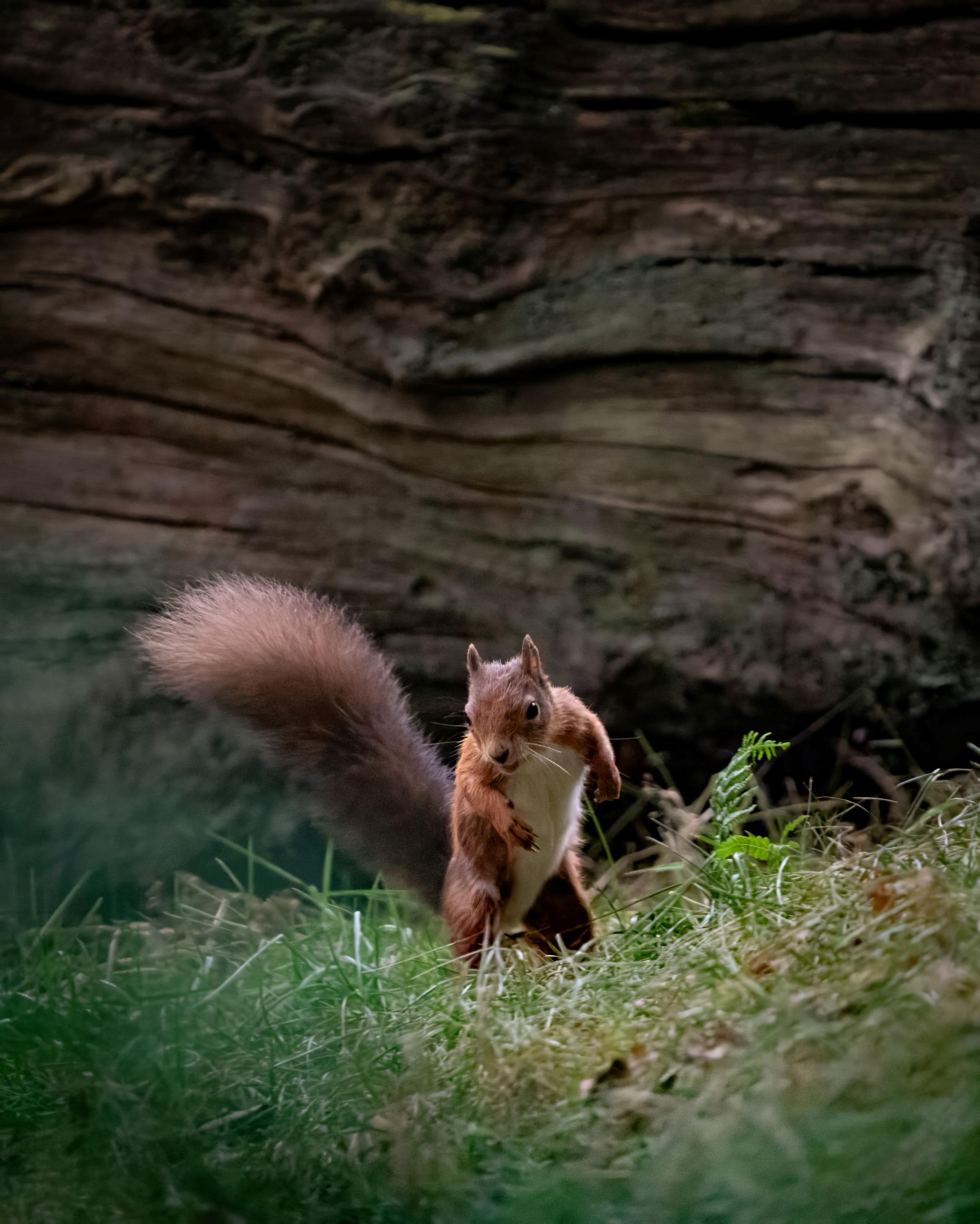 A red squirrel standing upright on its hind legs, with its bushy tail visible and front paws engaged—possibly holding food gets ready to run. It stands in a natural woodland environment, featuring a large, textured piece of wood and a ground layer of grass and small plants.