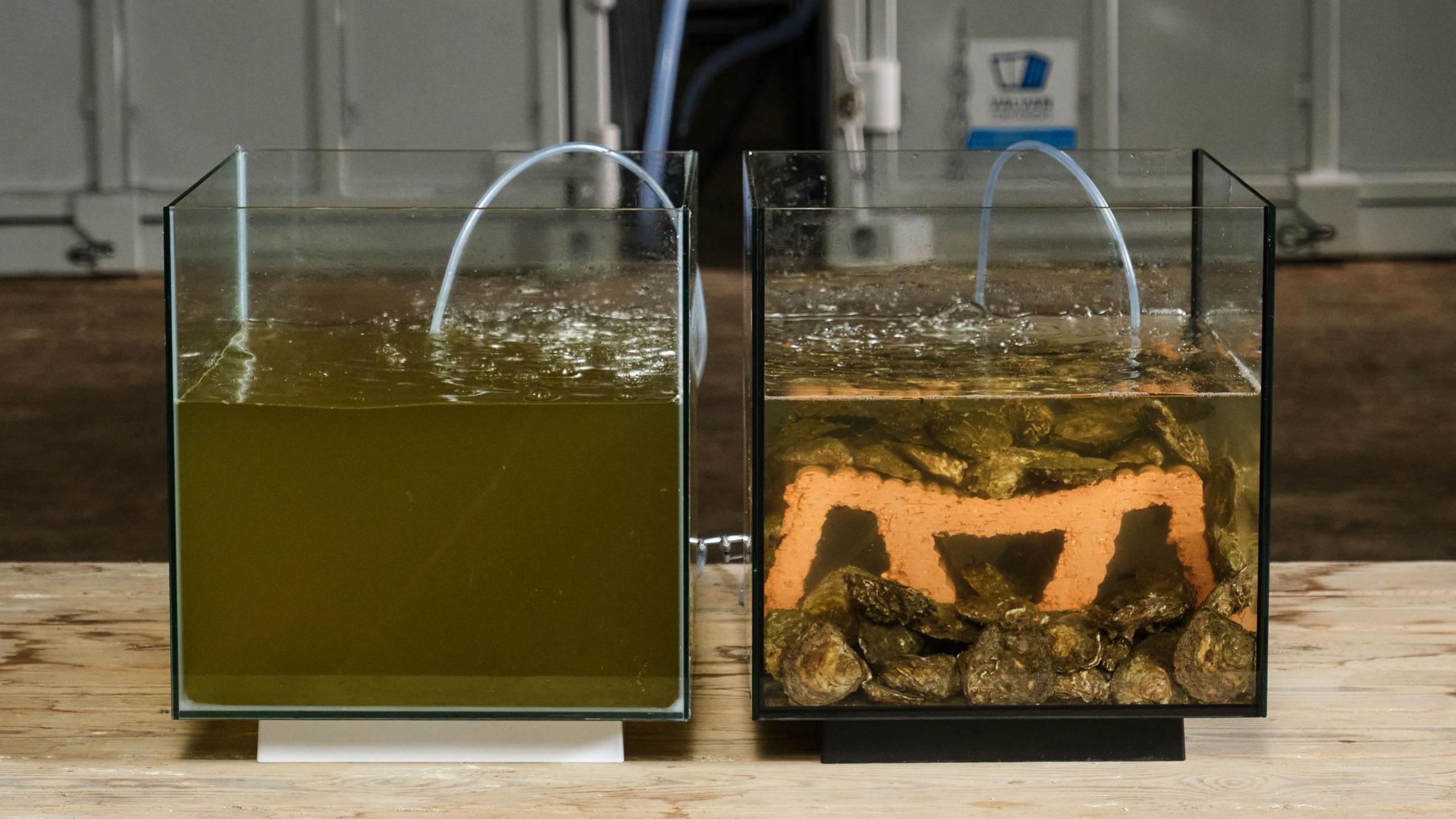 Two containers of water, one murky brown, and one filled with oysters that are filtering the water to be much clearer