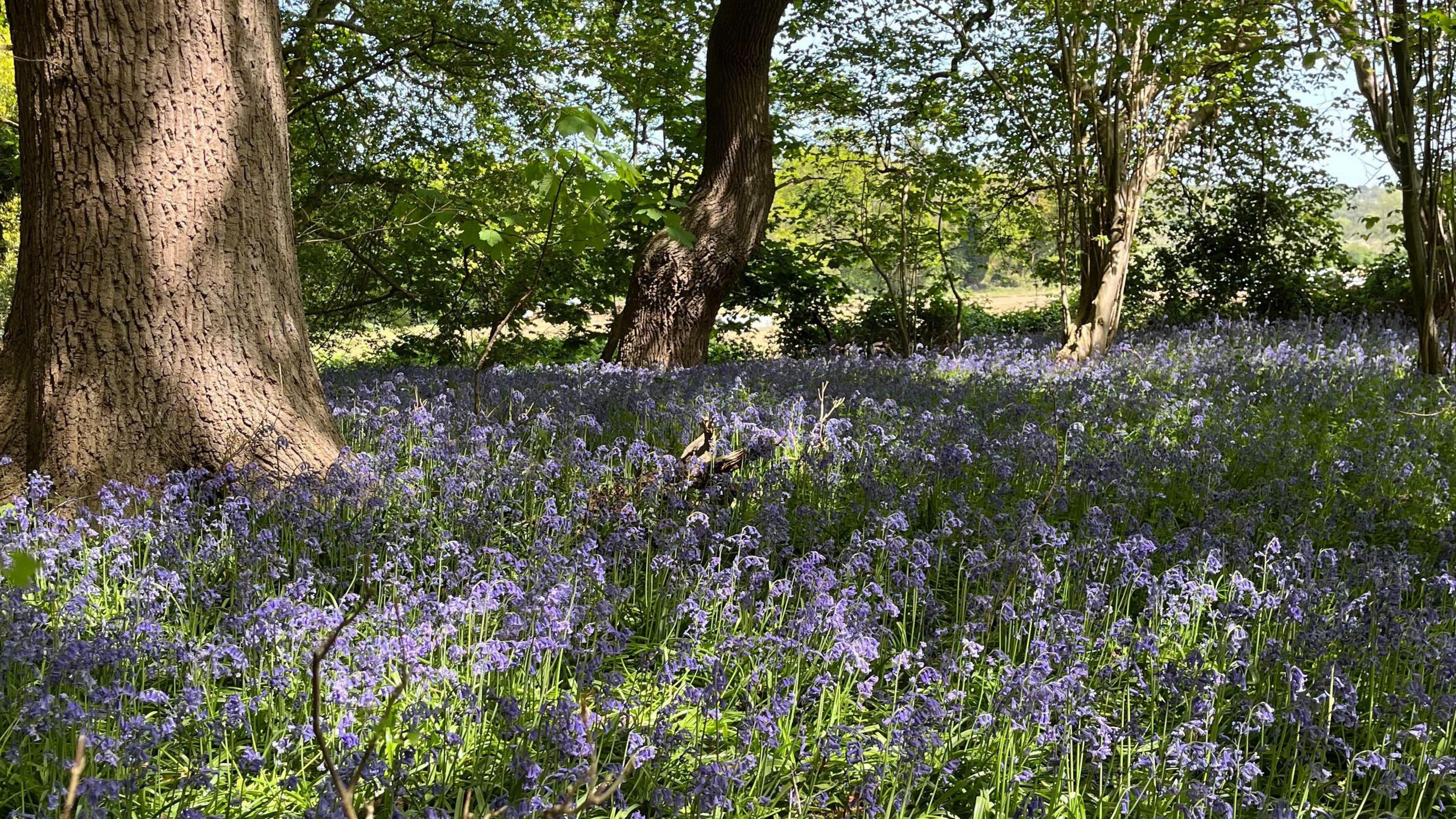 North Wood covered in bluebells