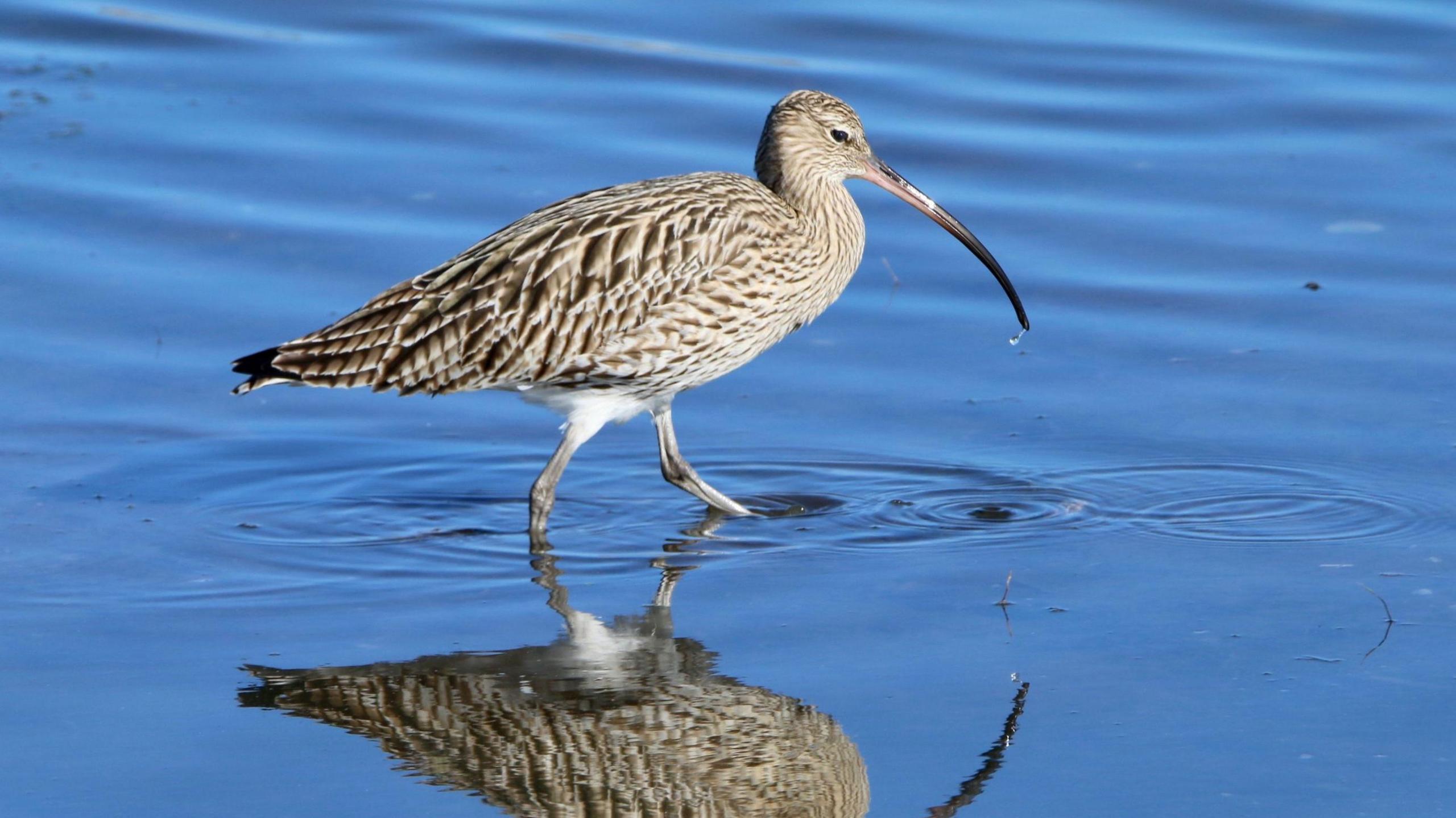 Eurasian Curlew walking in water