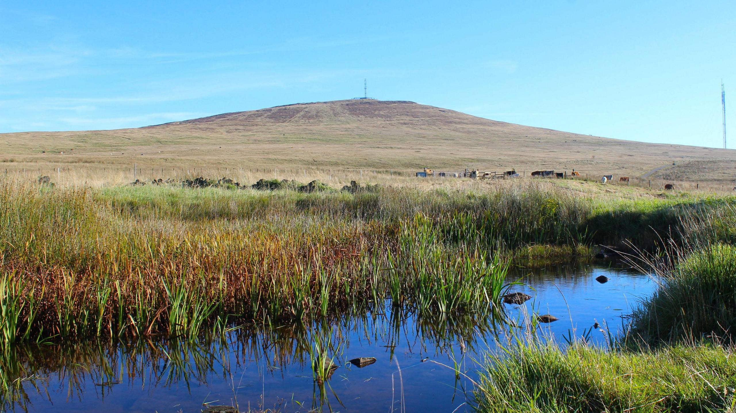 Divis Lough on a sunny day in September 2024.  A large, unpopulated hill is in the distance with a TV mast.  In the foreground there is a body of water surrounded by reeds.  A small number of cattle are behind a fence in the middle of the photo