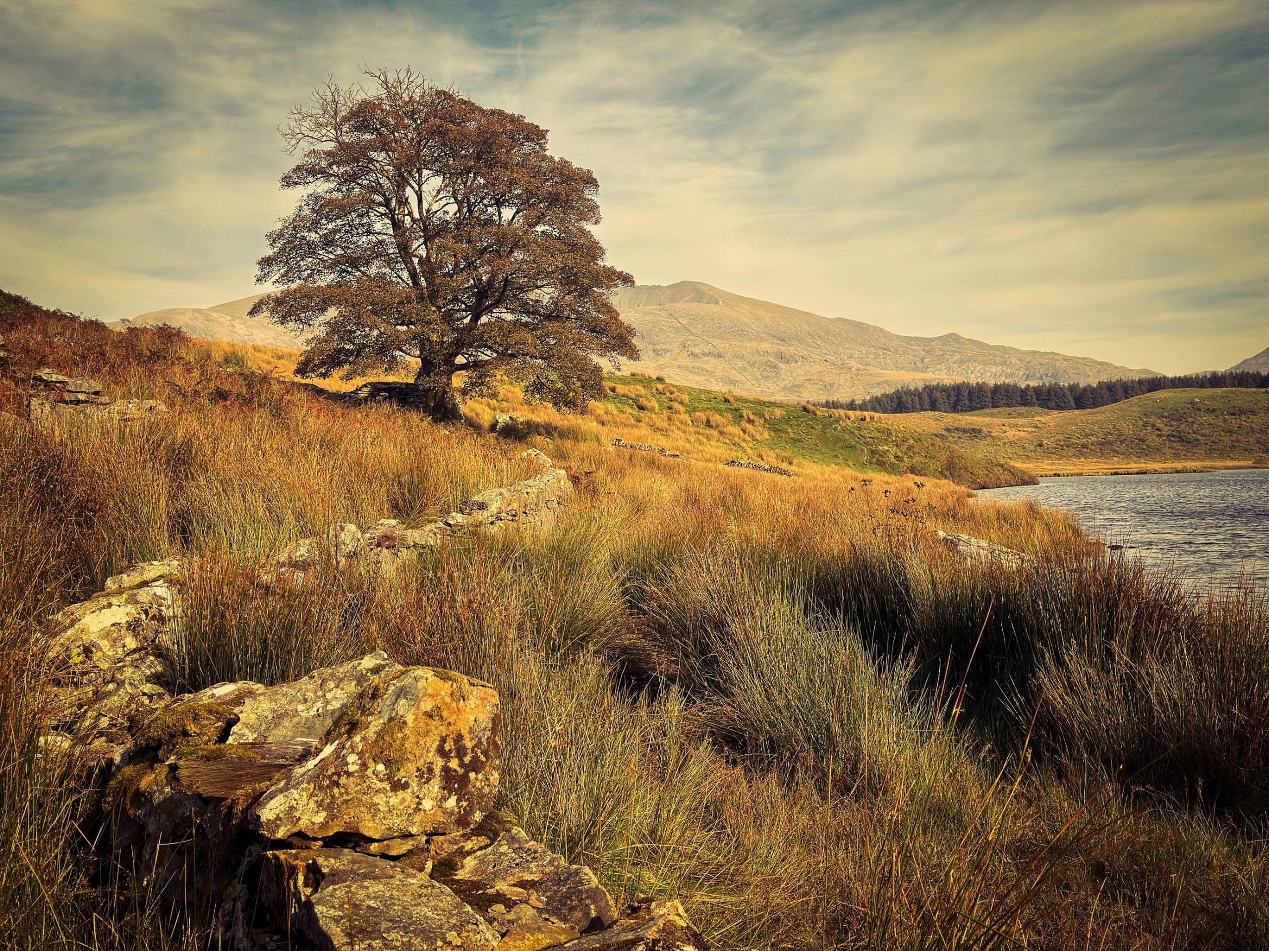 Llyn y Dywarchen