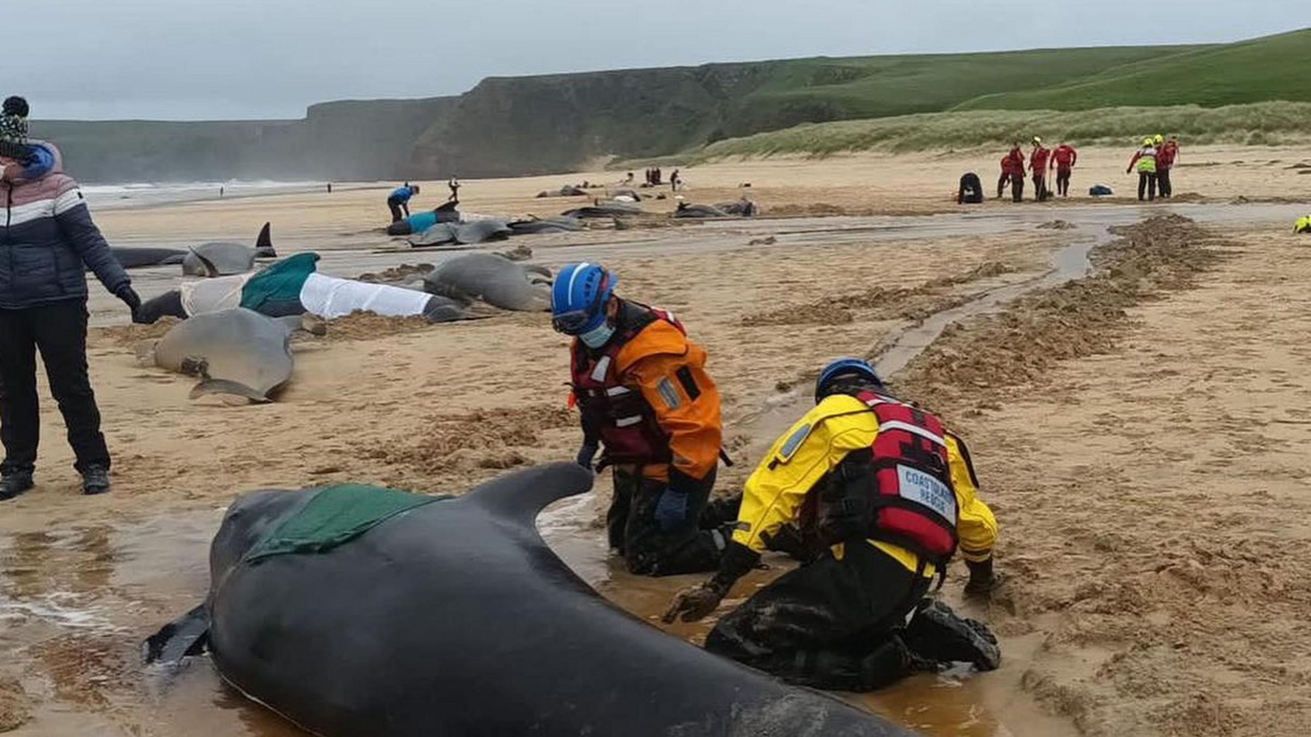 Luchd-cobhair a' feuchainn ri taic a thoirt do na mucan-mara a thàinig gu tìr air an Tràigh Mhòr ann an Leòdhas 