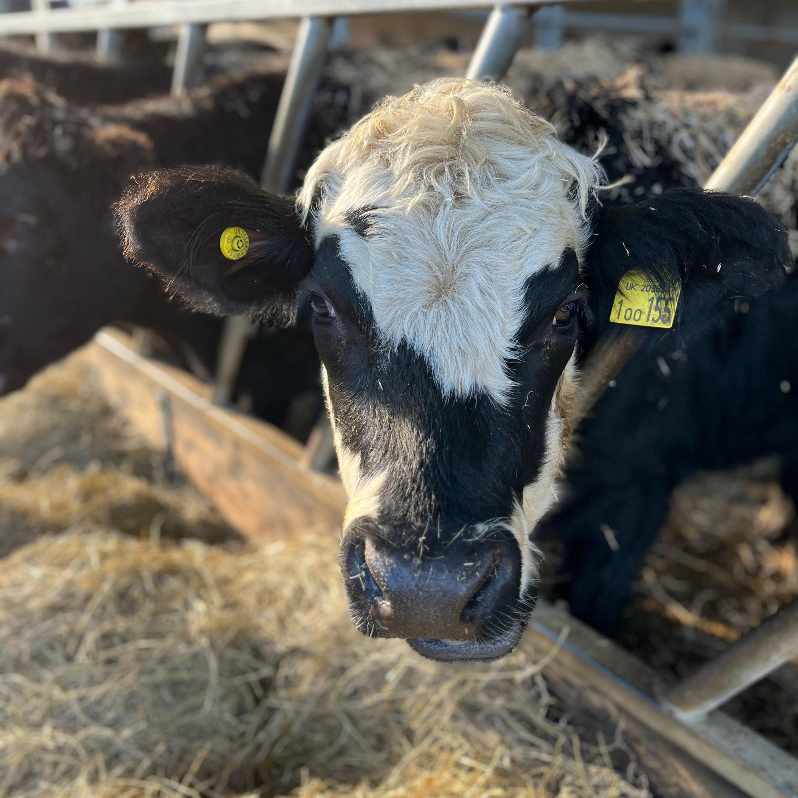 Cattle in a barn